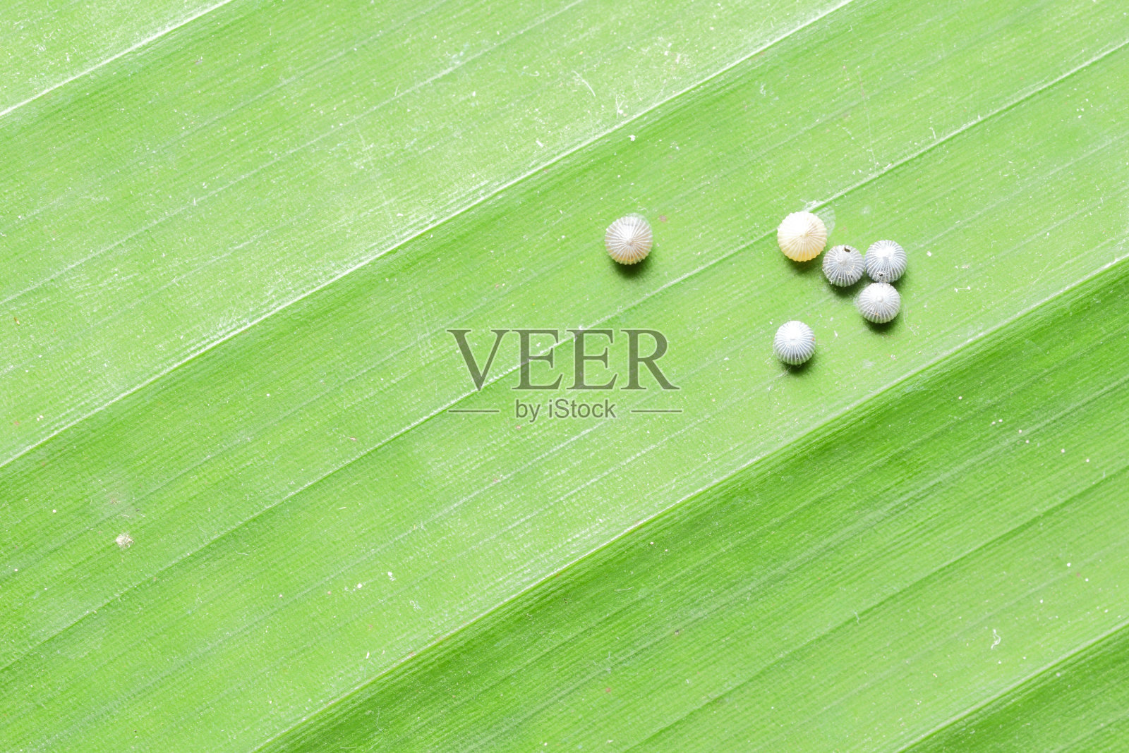 热带毛毛虫藏在香蕉植物的叶子中央进行伪装照片摄影图片