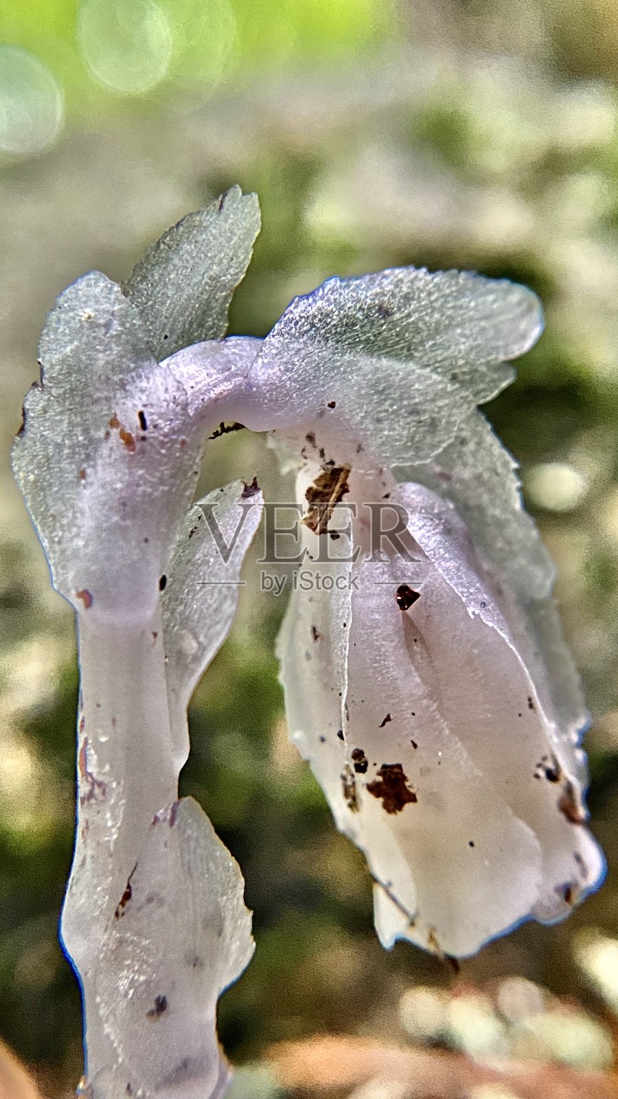 透明的印度管/幽灵植物/单花植物-近距离观察照片摄影图片