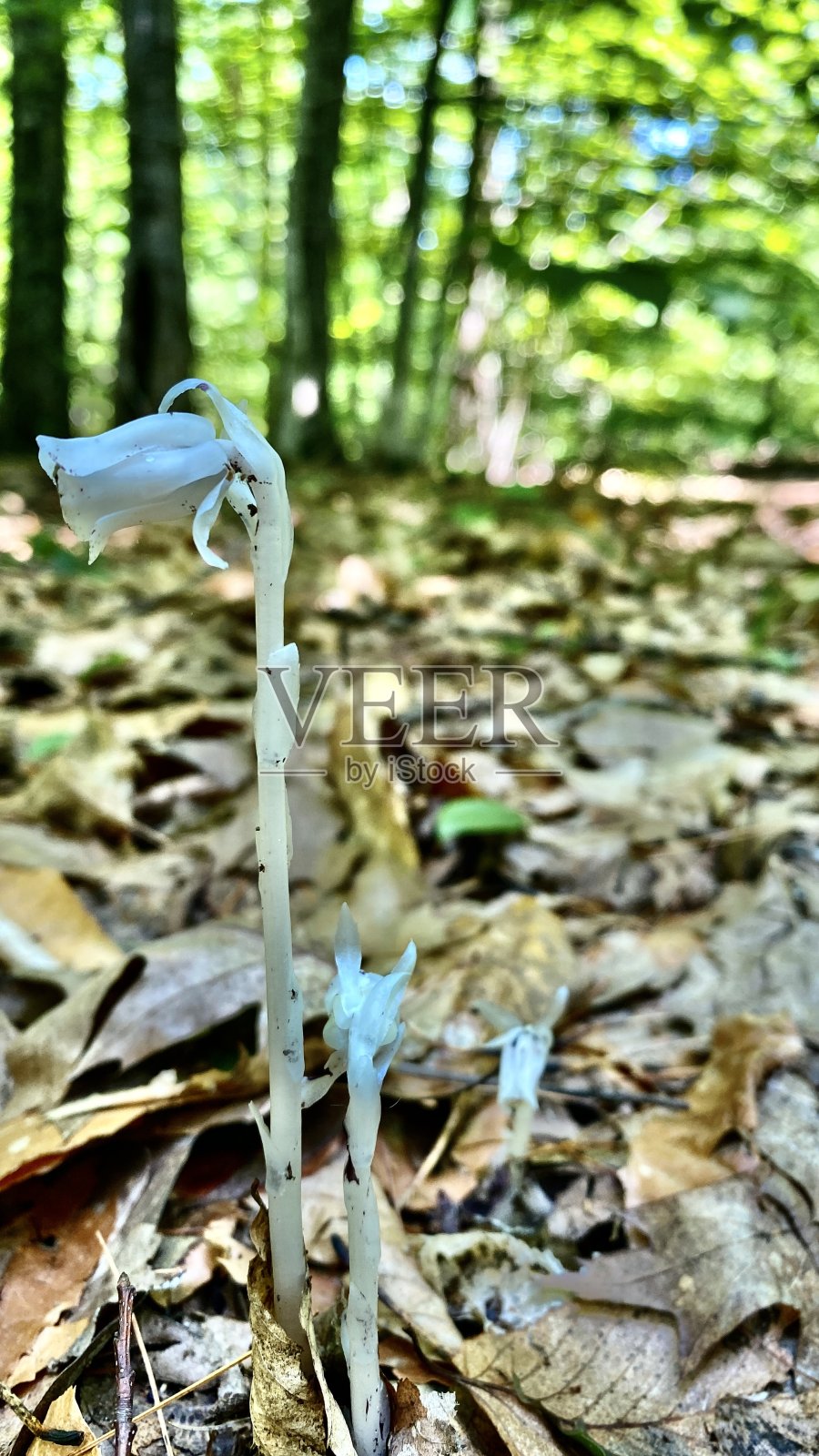 印度管道/幽灵植物/单花植物-近距离观察照片摄影图片