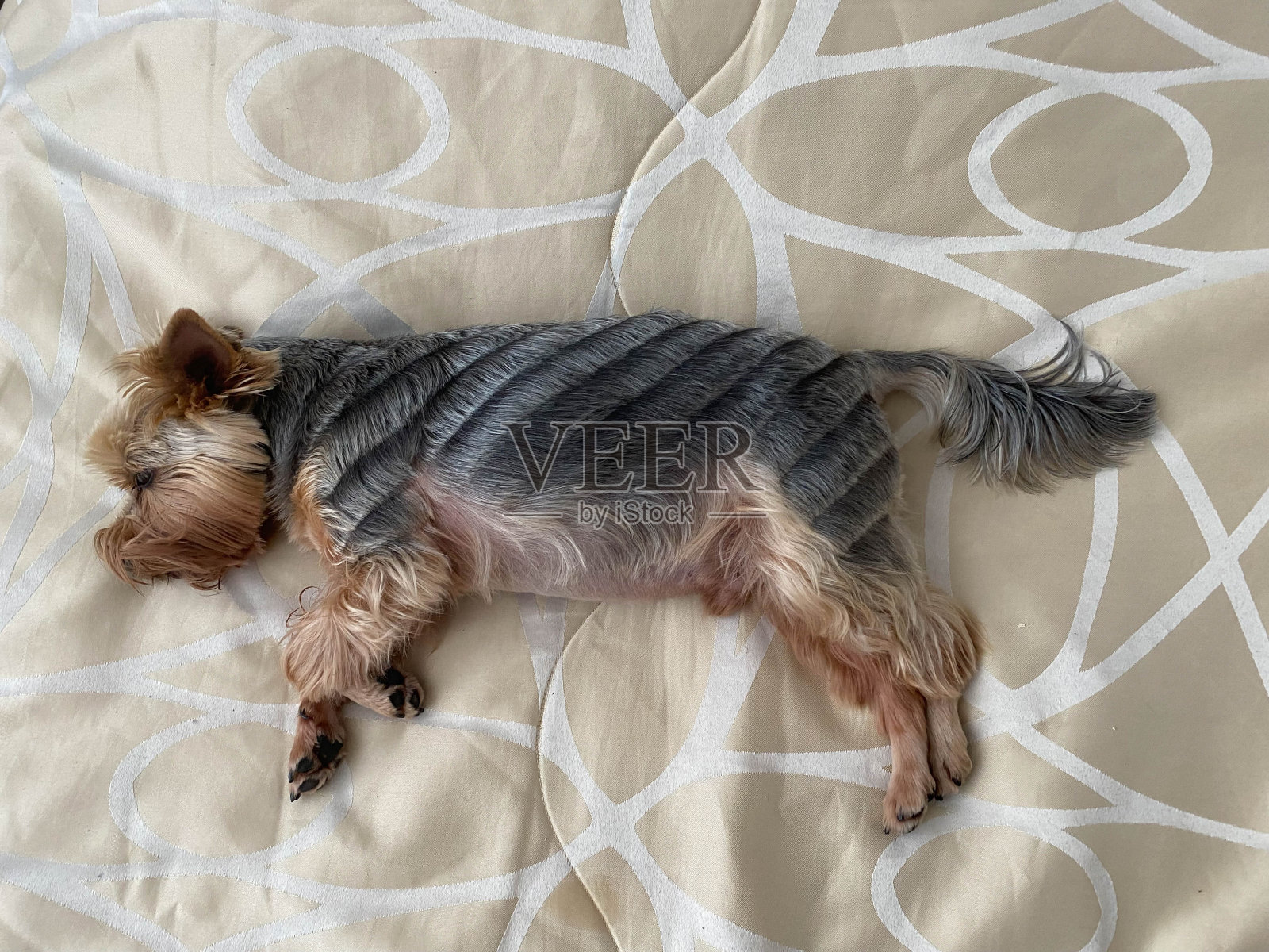 床上躺着一只漂亮、毛茸茸、善良的小狗，它是家里的宠物，约克郡梗犬，长着黑色的大眼睛和伸着的舌头，有一张快乐的脸照片摄影图片