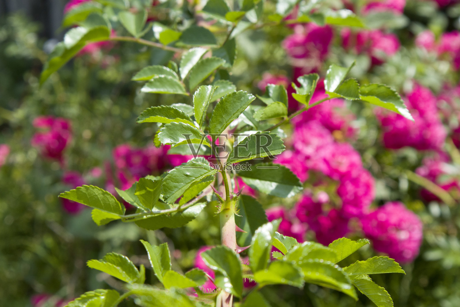 古老粗糙的木墙和窗户背景上粉红色鲜艳的玫瑰。有选择性的重点。照片摄影图片