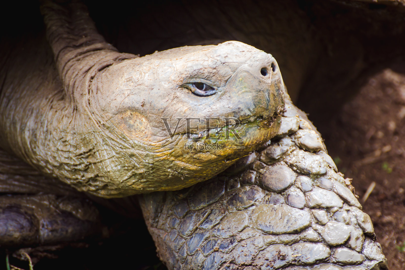 Galápagos加拉帕戈斯群岛圣克鲁斯岛的El Chato保护区，长着长脖子和黑壳的巨龟(Chelonoidis niger)，明显属于岛屿巨龟症照片摄影图片