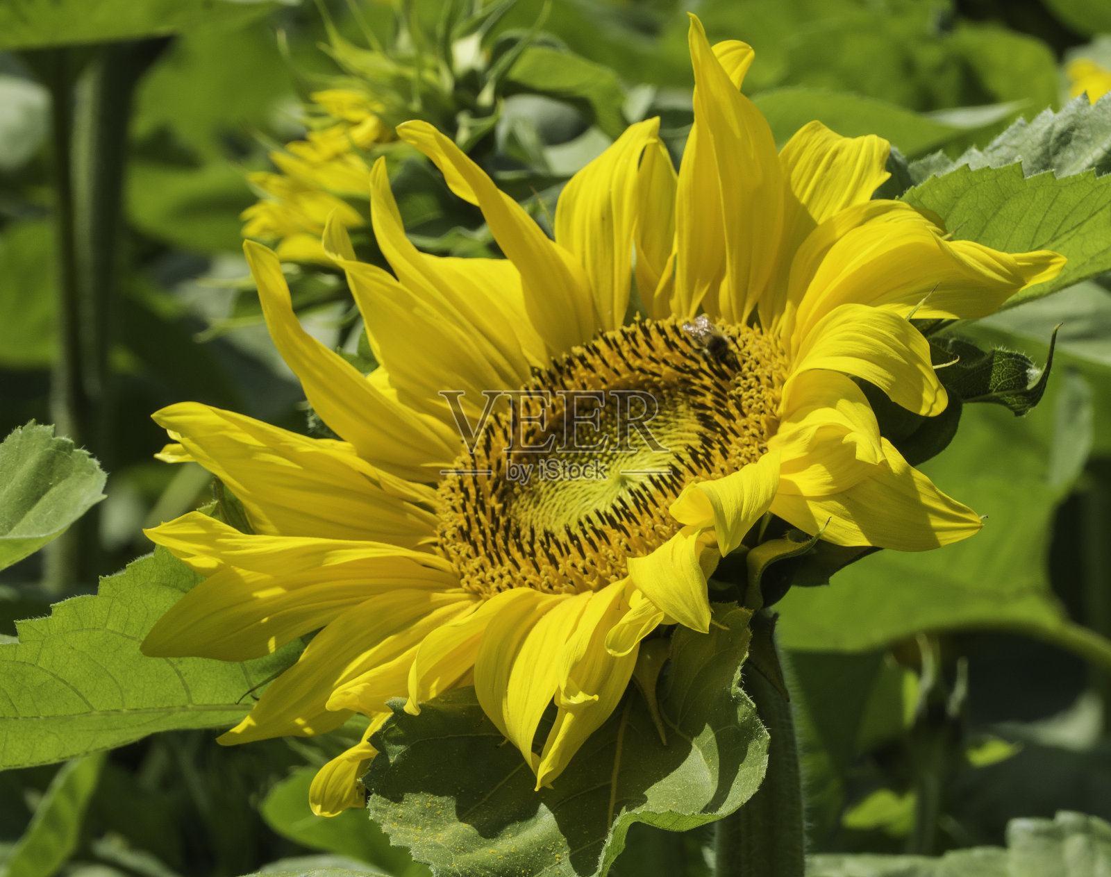 Bumblee坐在向日葵头照片摄影图片