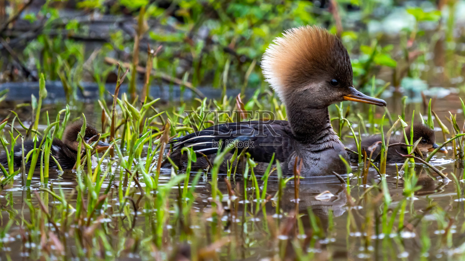 湖上的秋沙鸭幼鸭照片摄影图片