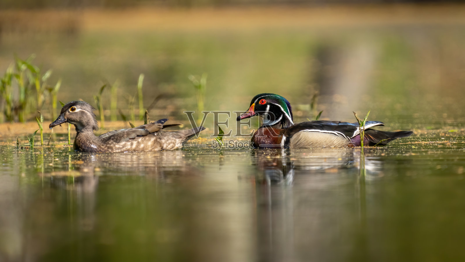 弗吉尼亚州亨特利草地公园的木鸭照片摄影图片