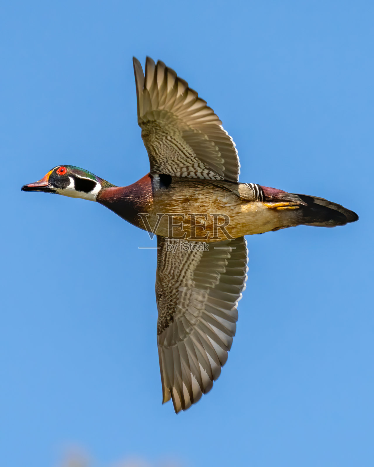 弗吉尼亚州亨特利草地公园的木鸭照片摄影图片