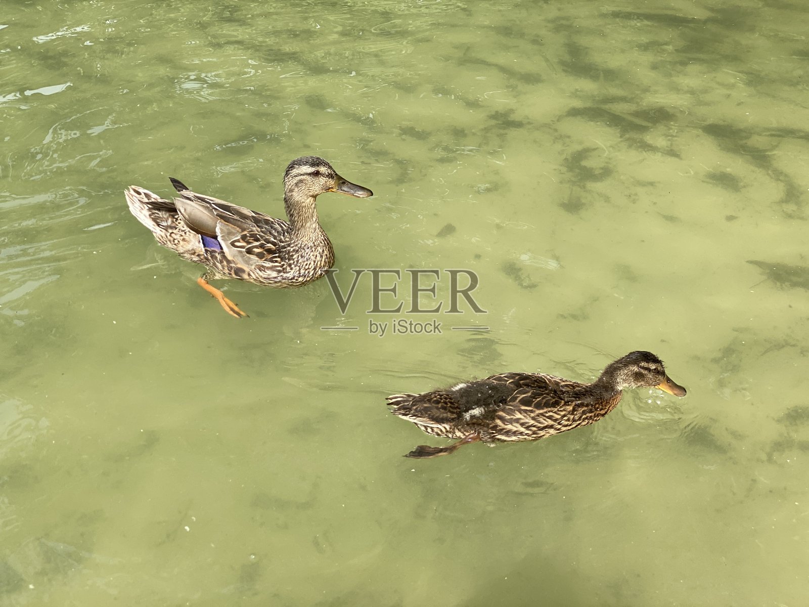 小野鸭漂浮在湖中寻找食物照片摄影图片