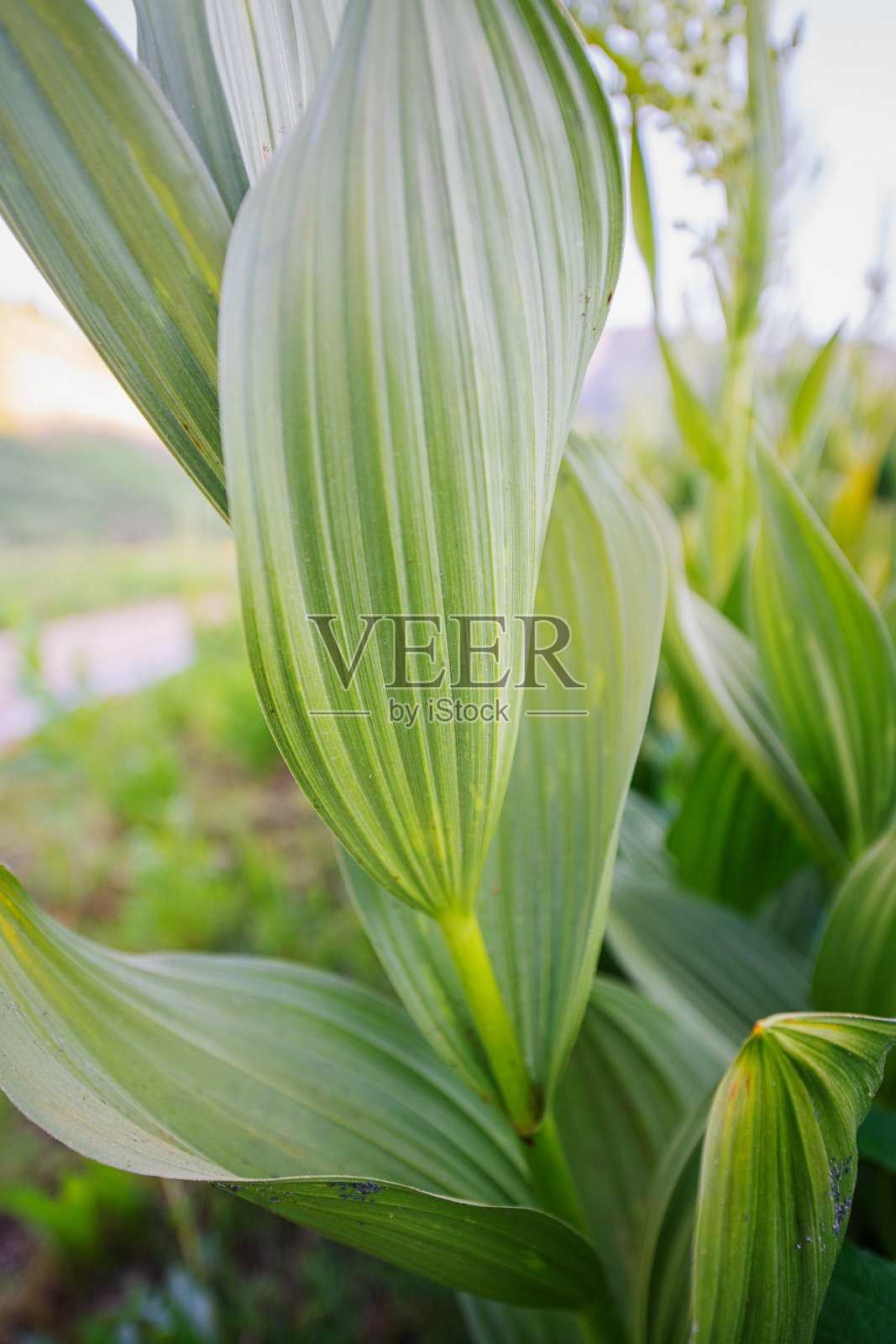 绿叶植物在野花中照片摄影图片