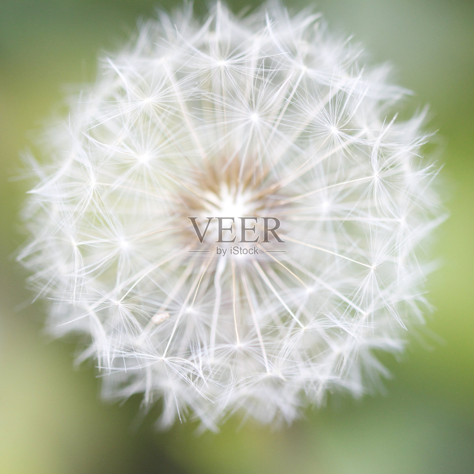 白色的野花照片摄影图片