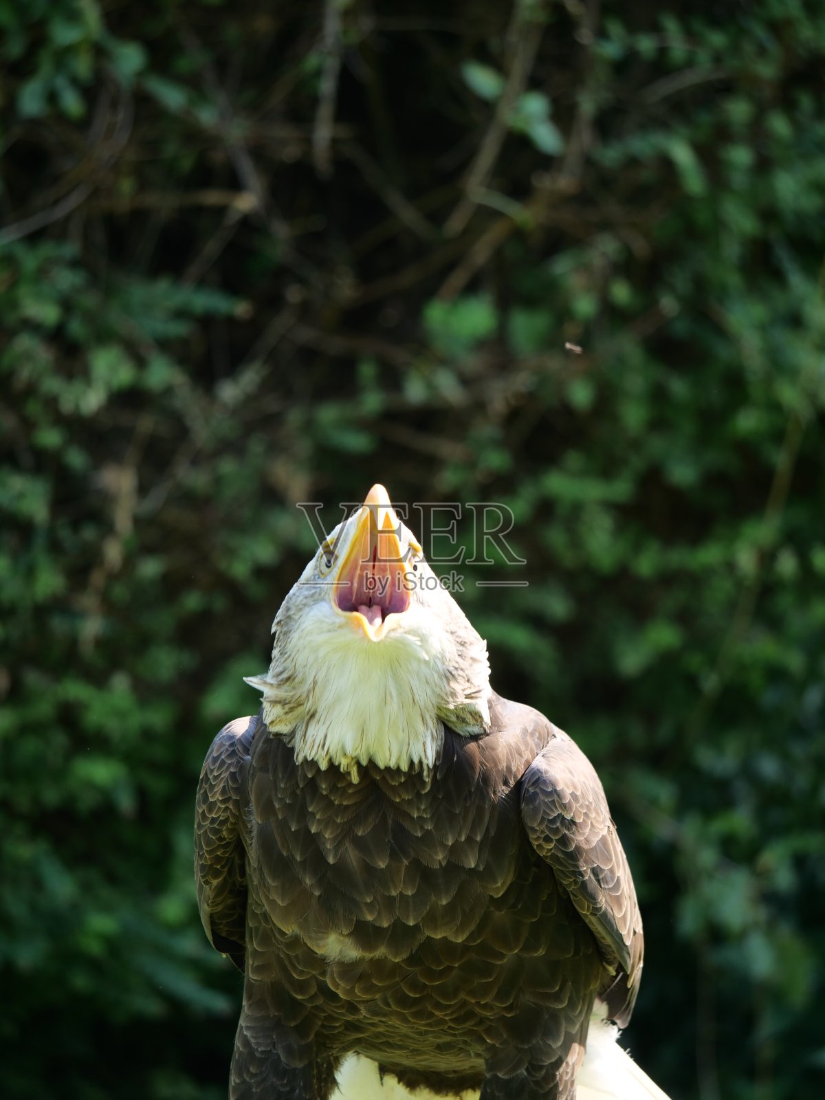 美国秃鹰照片摄影图片