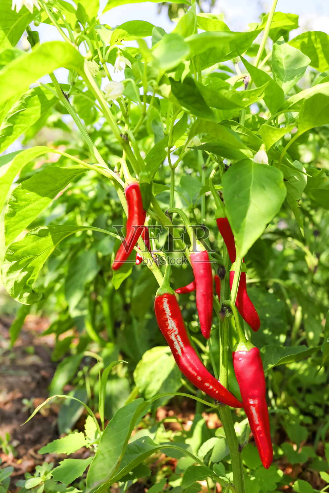 红辣椒。照片摄影图片