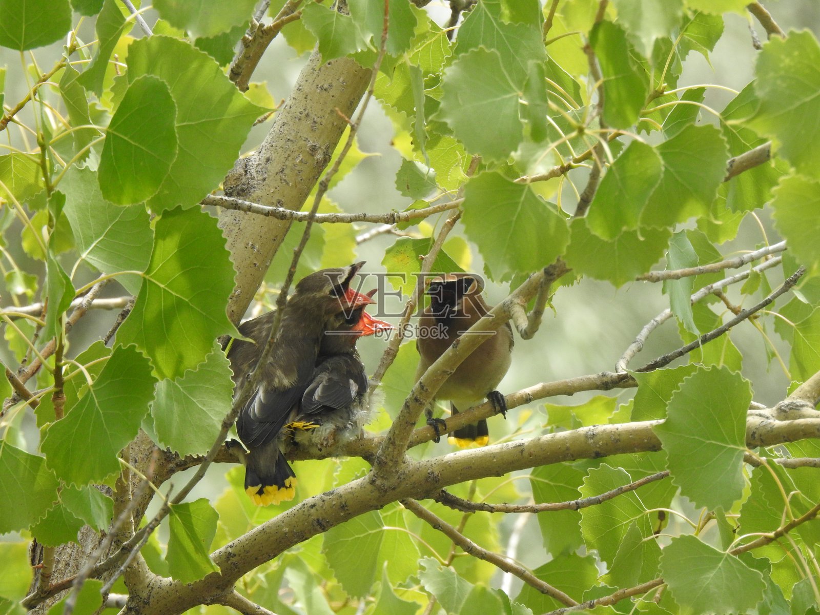 雪松蜡翼和年轻照片摄影图片