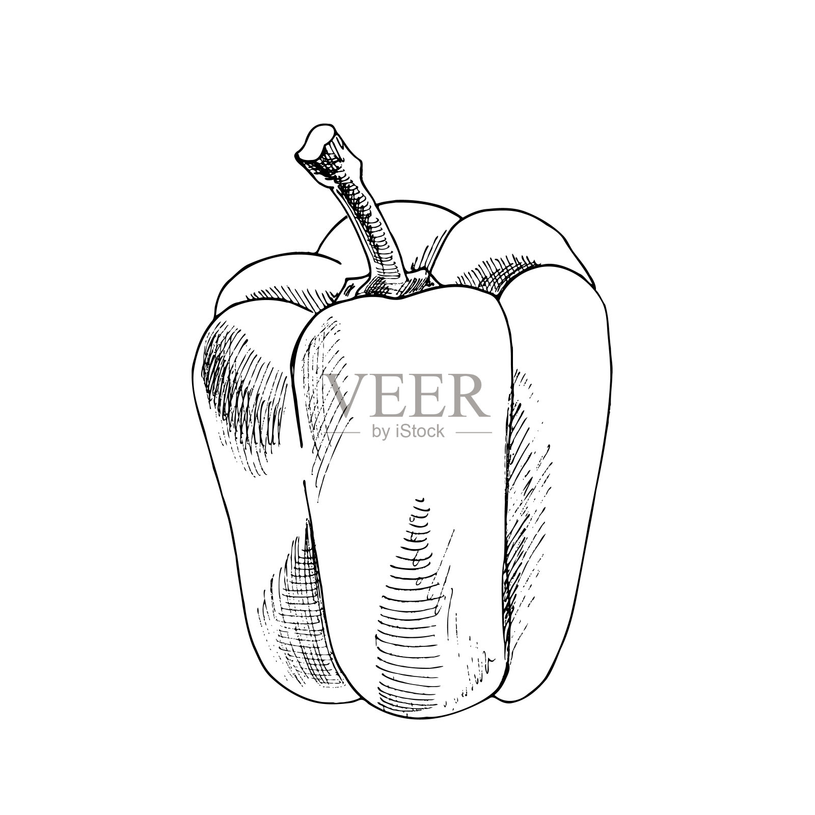 矢量手绘蔬菜插图。详细的复古风格手绘胡椒素描。为标签，包装和卡片设计的复古素描元素。插画图片素材