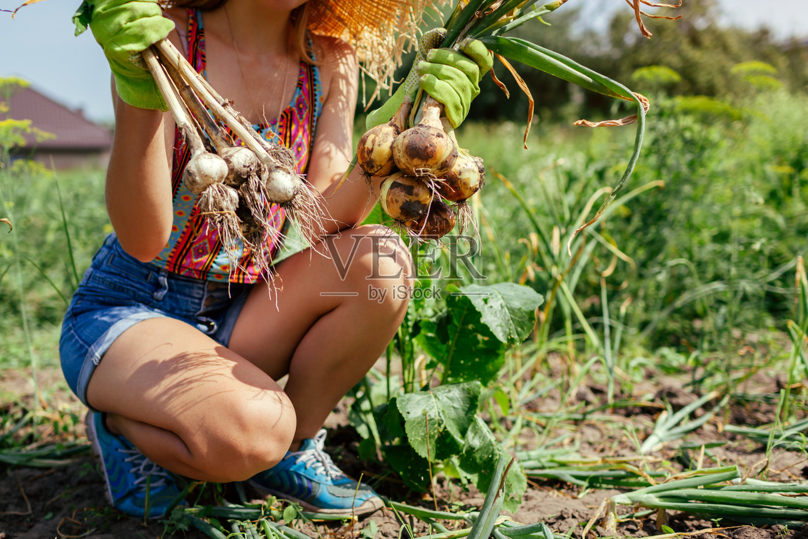 园丁在夏季花园里收获洋葱和大蒜，手里拿着一串采摘的蔬菜。有机农业照片摄影图片