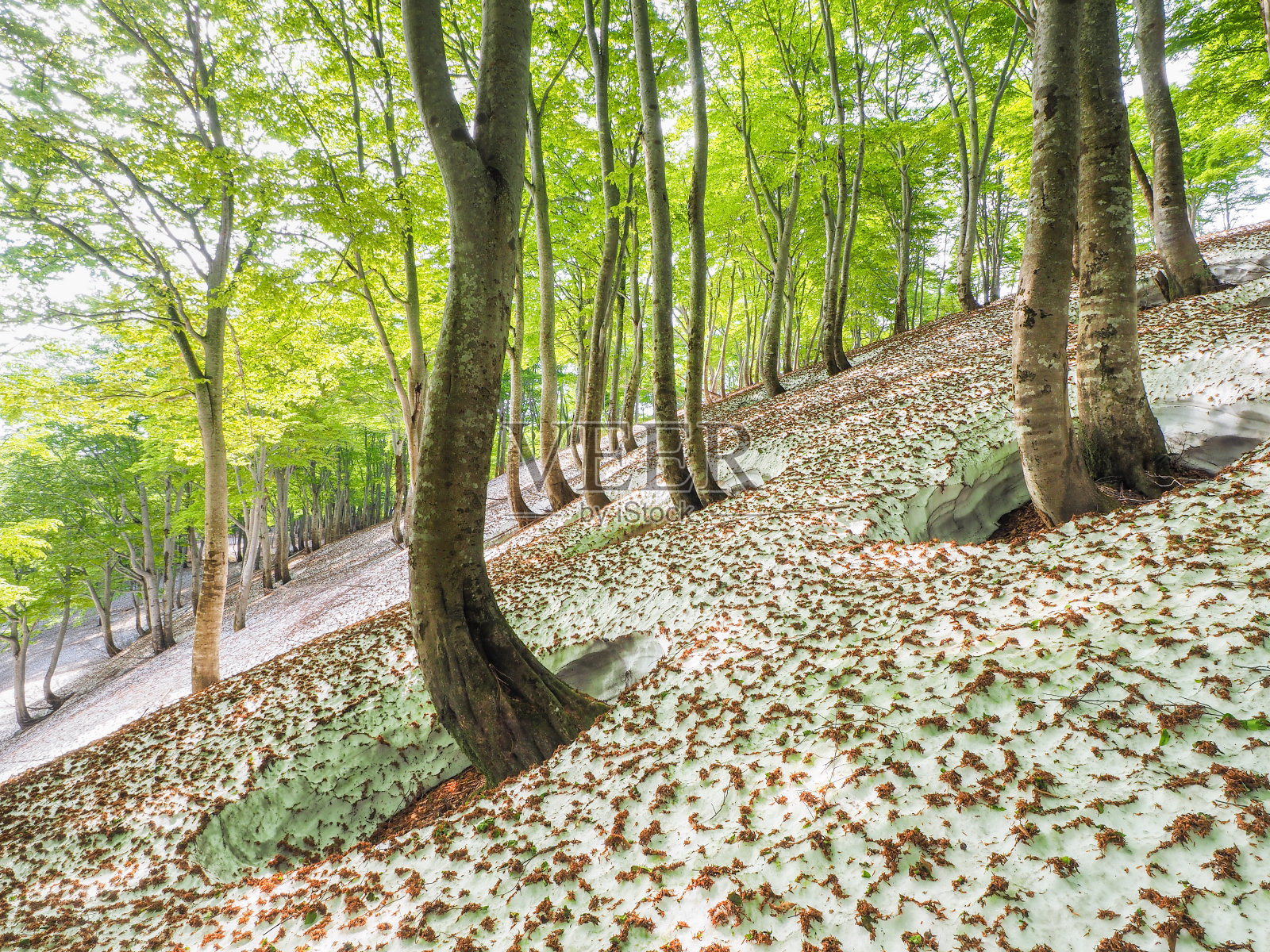 日本山毛榉森林照片摄影图片