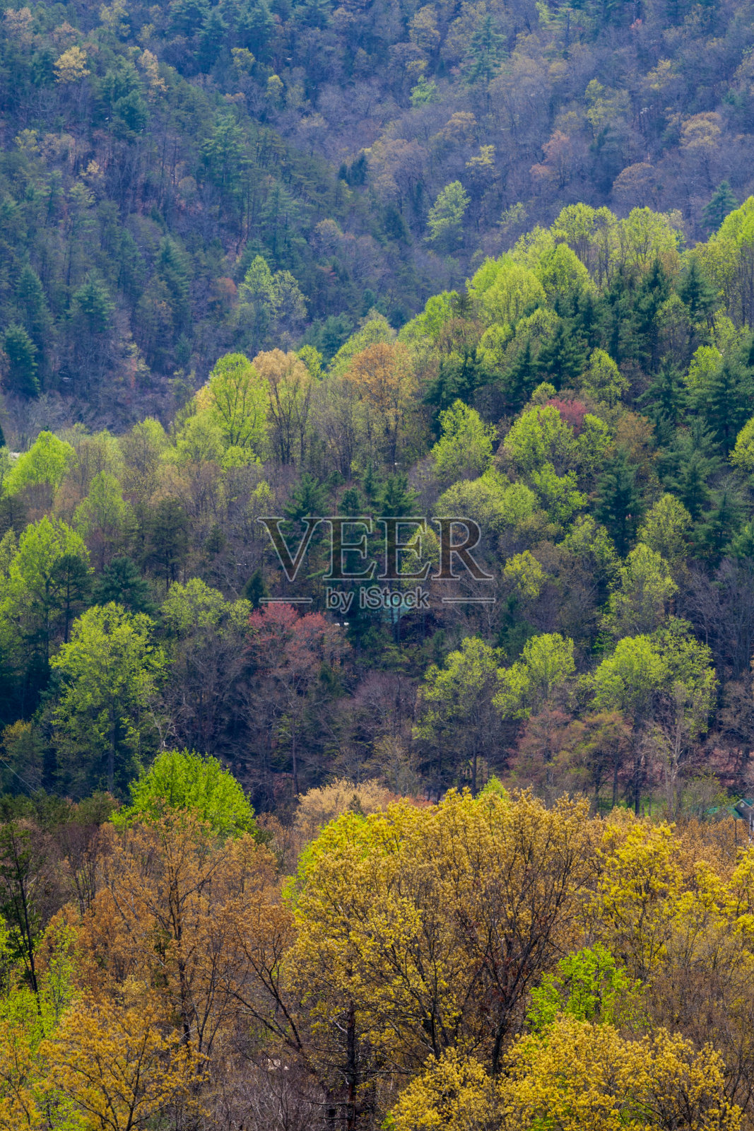 春天,山麓百汇照片摄影图片