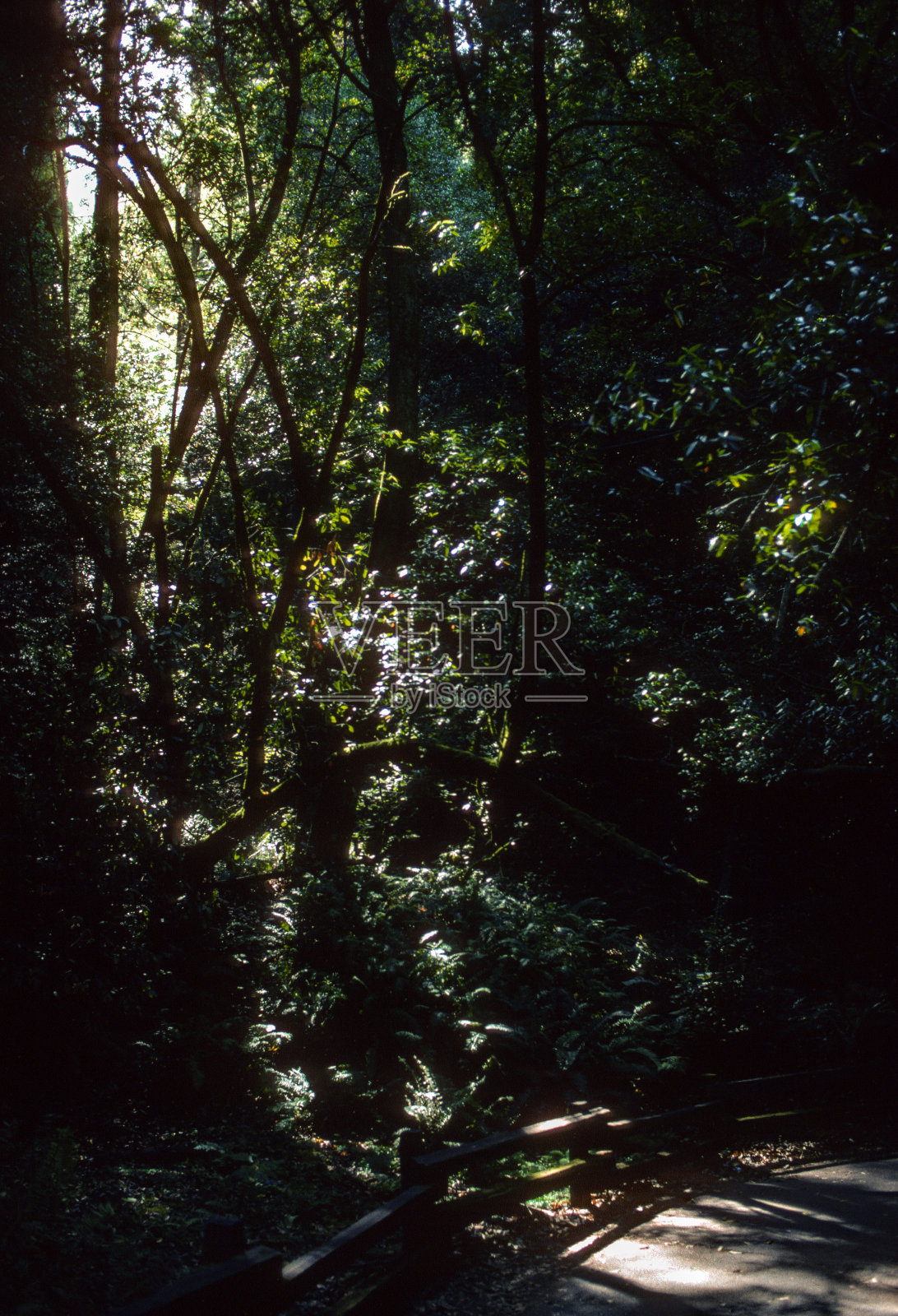 穆尔森林国家纪念碑-红杉小路景- 1995照片摄影图片