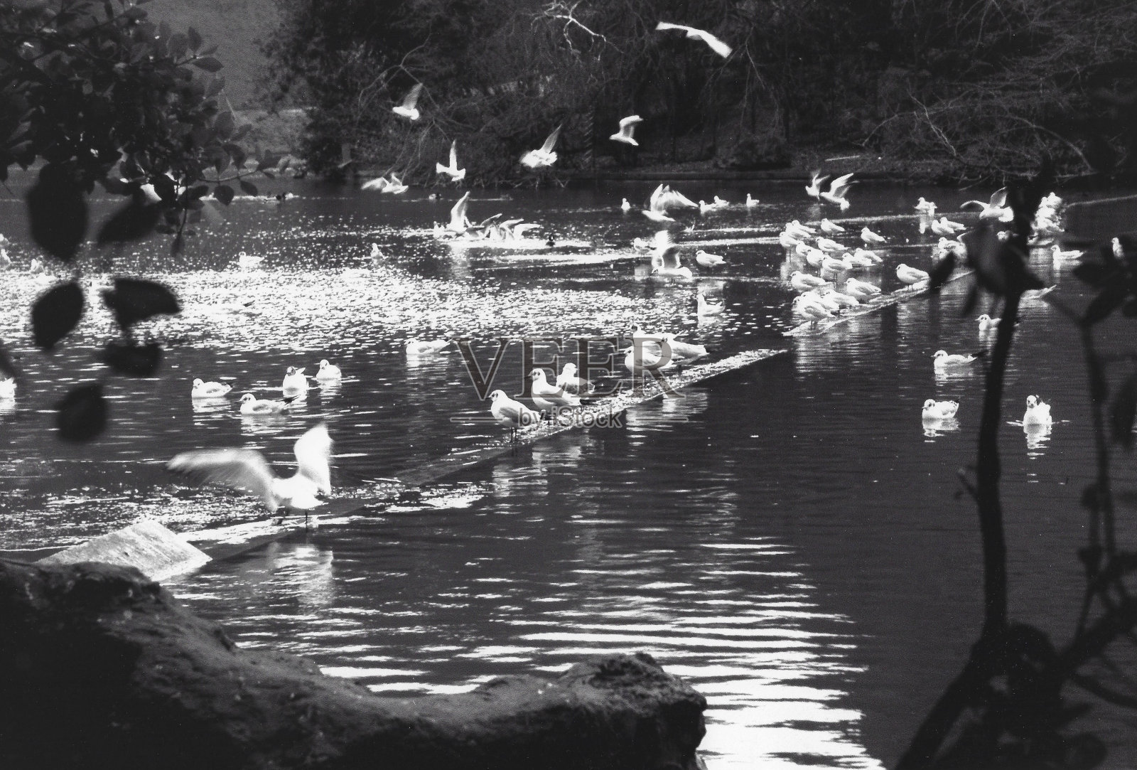 湖面上的鸭子照片摄影图片