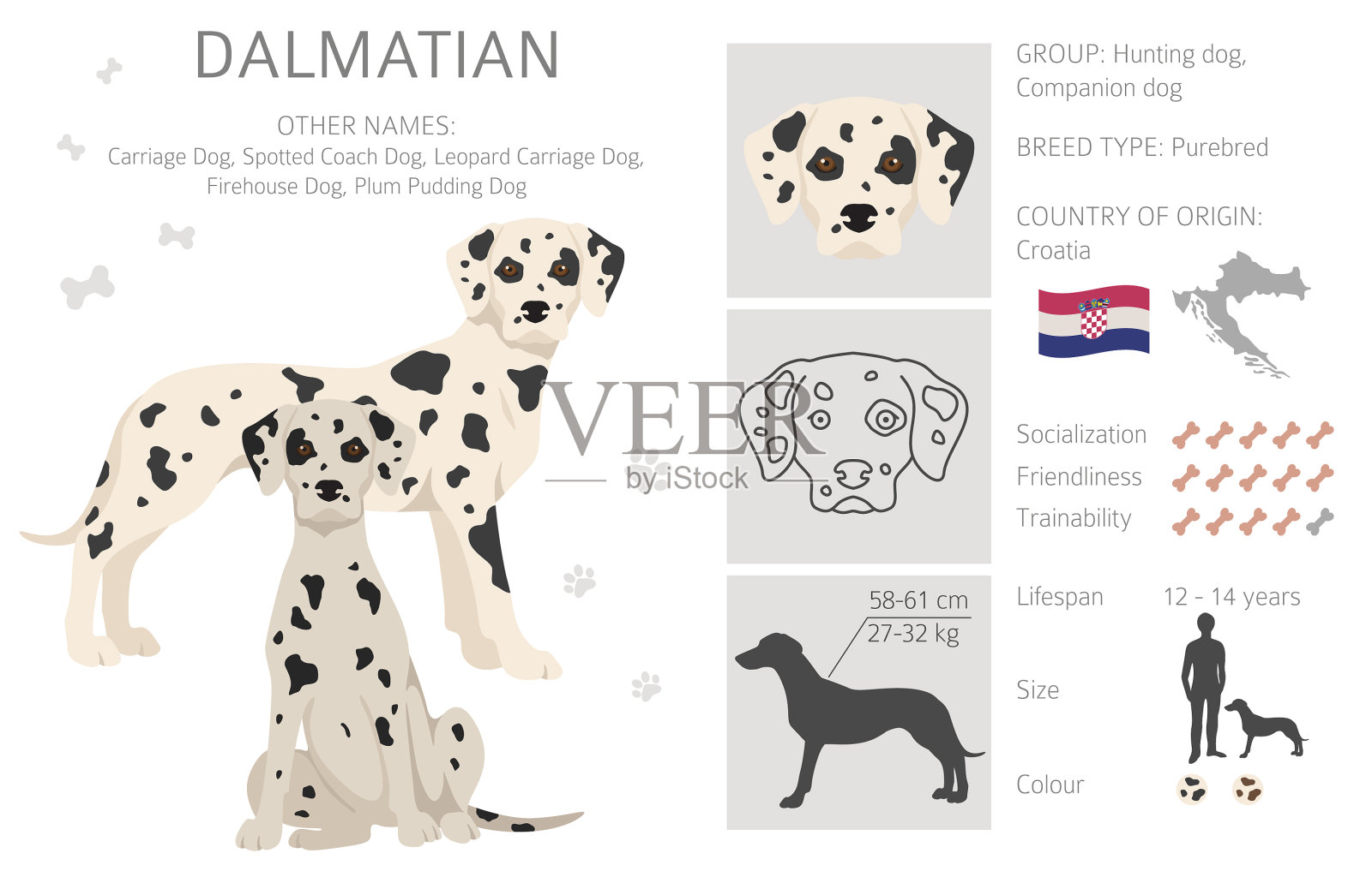 达尔马提亚狗修剪不同的姿势被毛插画图片素材