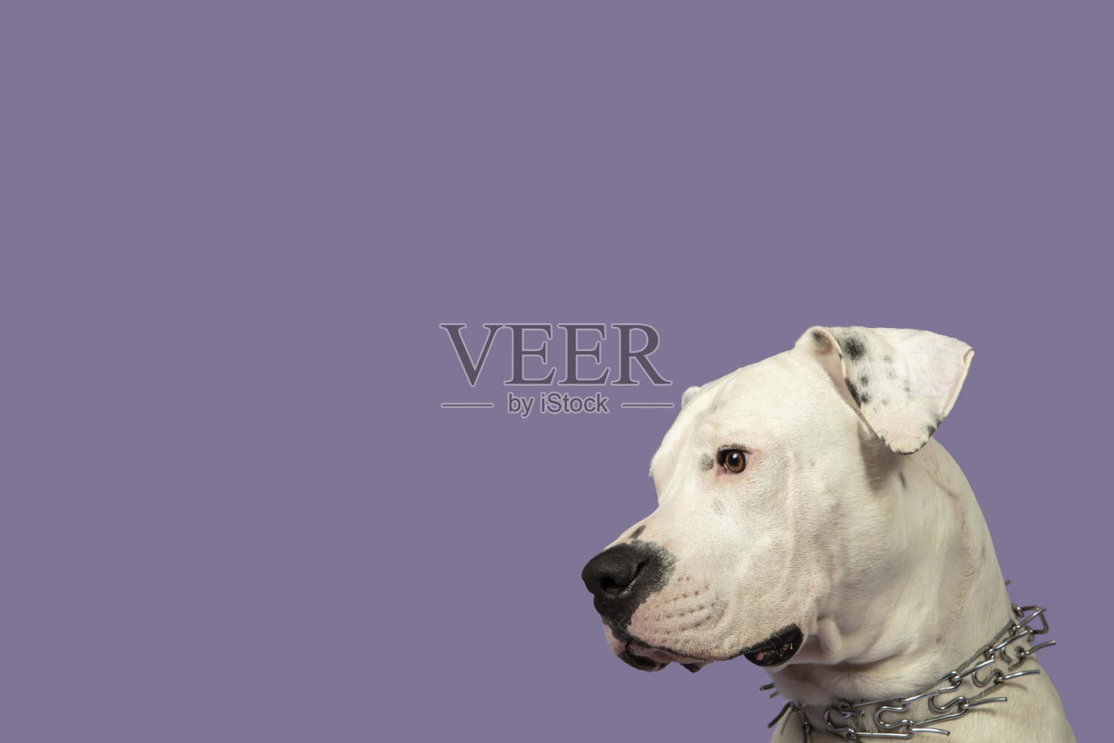 一只白色的阿根廷狗狗的肖像在紫色的背景下从前面看相机照片摄影图片