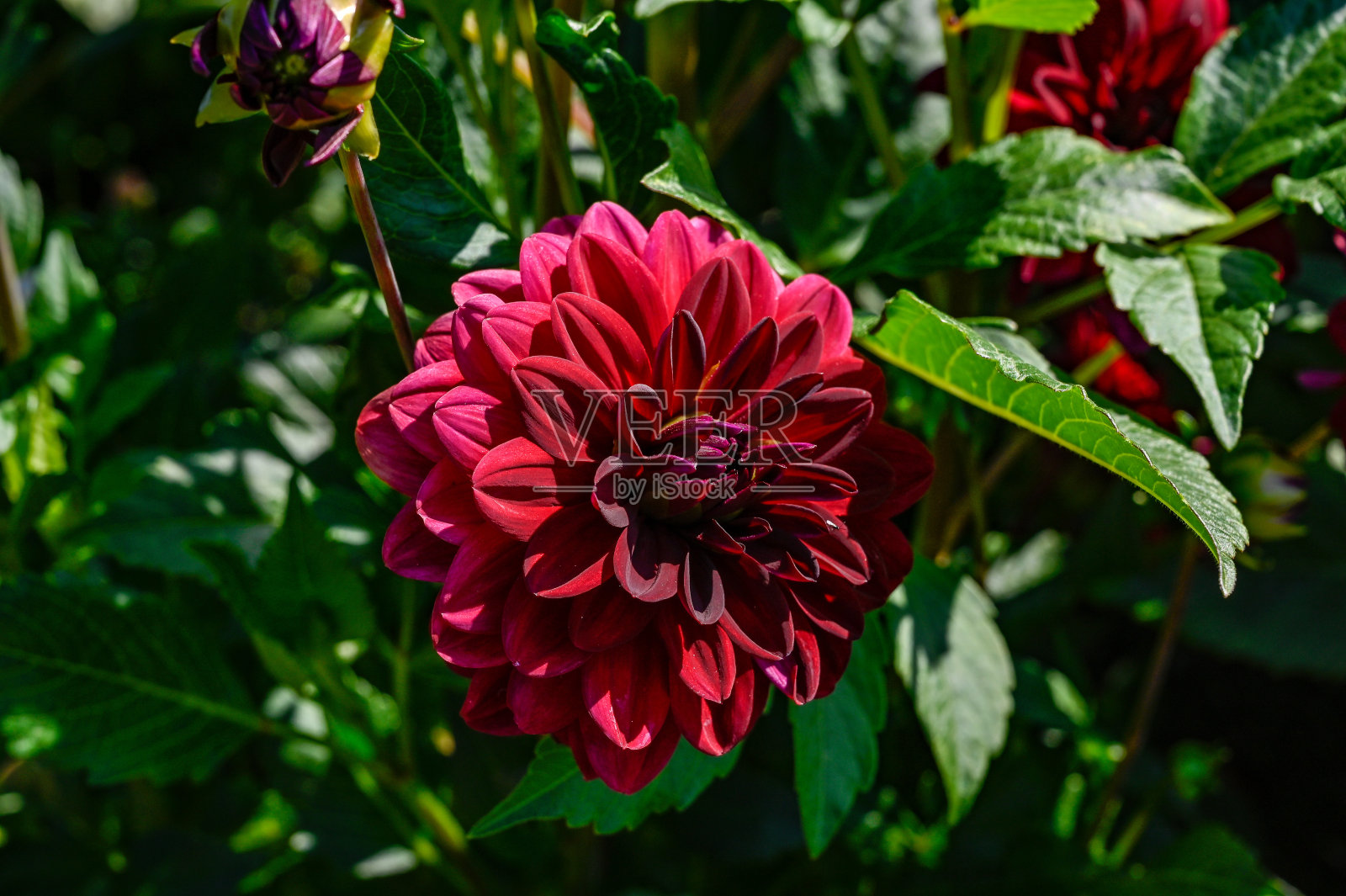 乌普萨拉植物园的天方夜谭照片摄影图片