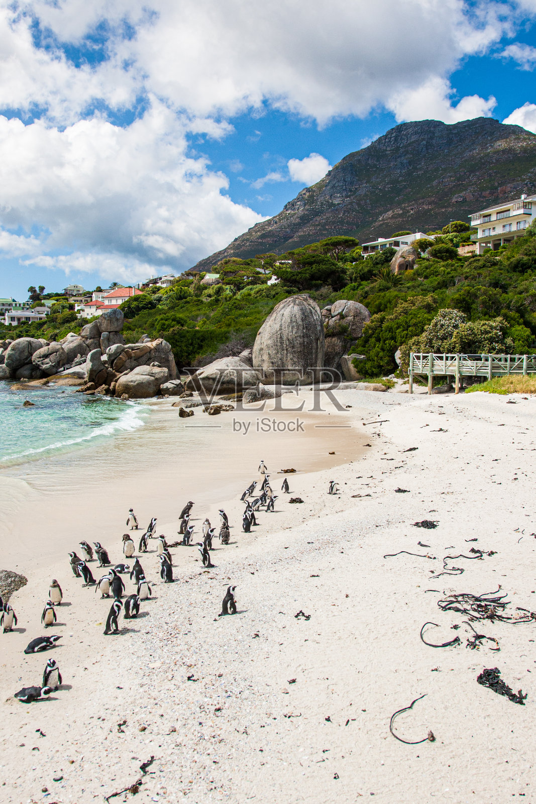 南非开普敦海滩上的非洲企鹅群照片摄影图片
