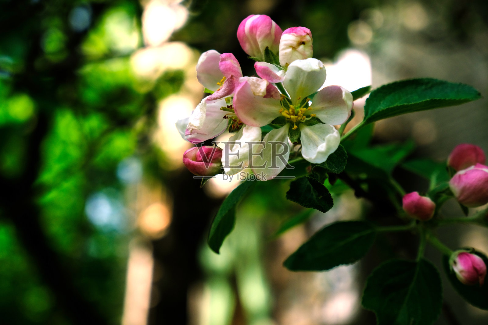 明亮的热带植物。照片摄影图片
