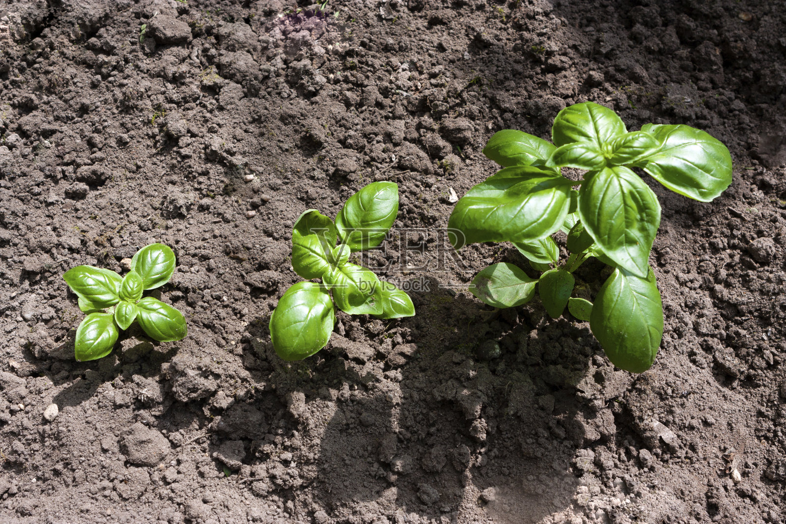 在床上种绿色罗勒照片摄影图片
