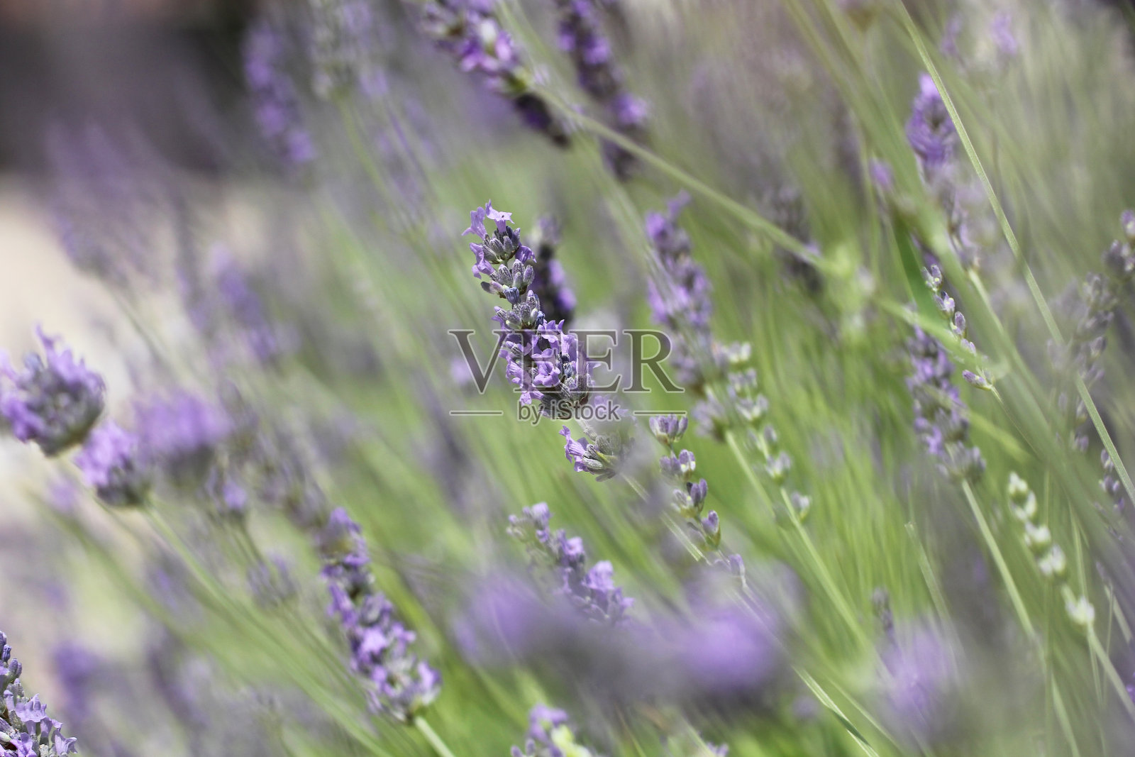 在一个阳光明媚的夏日，薰衣草花生长在田野里照片摄影图片