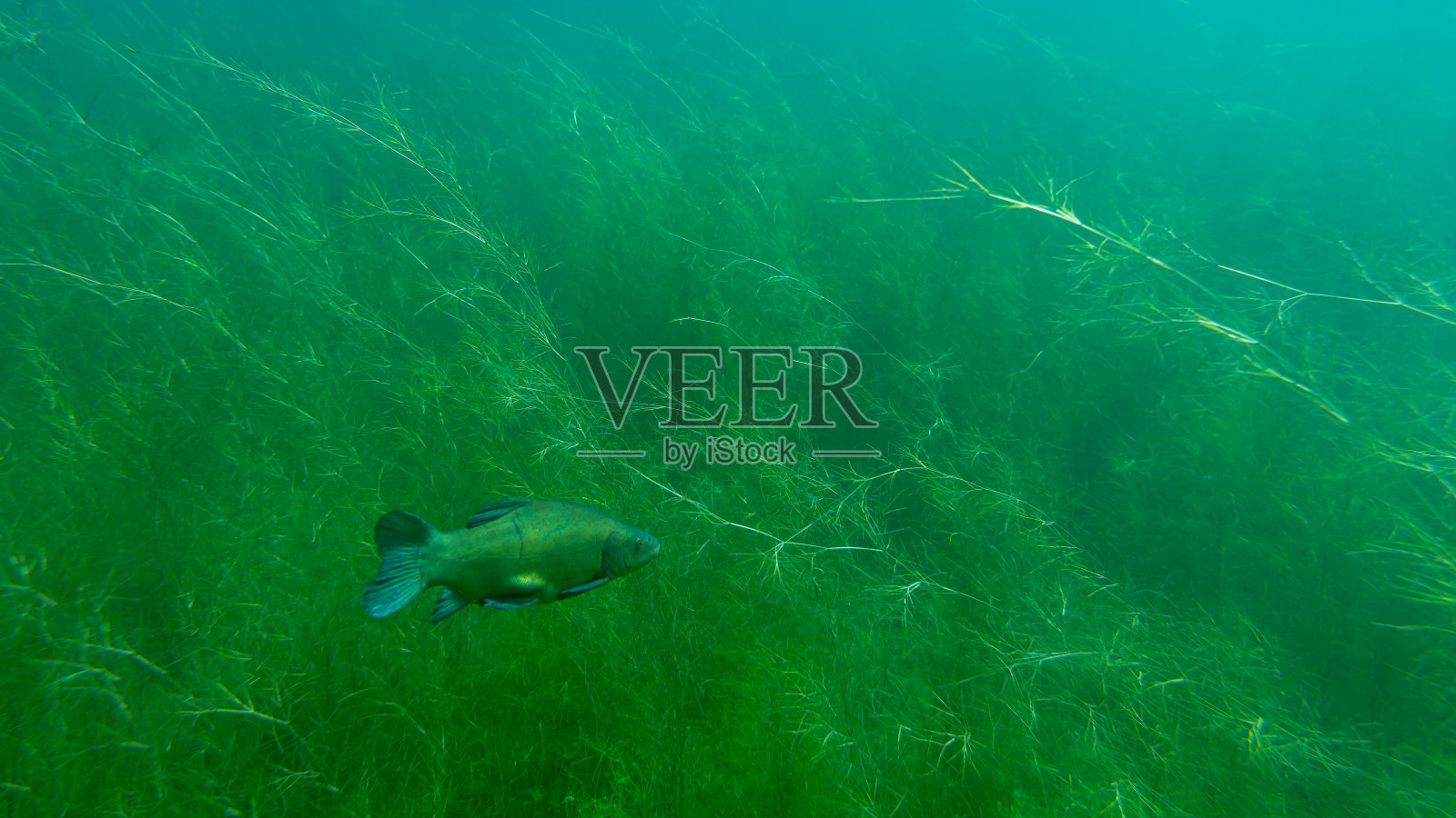 一条丁丁在水生植物之间游动照片摄影图片