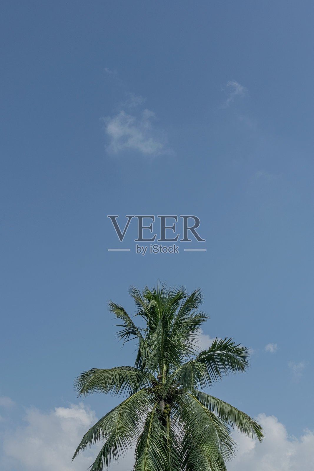 椰子树上的天空是蓝色的，有部分云彩。照片摄影图片