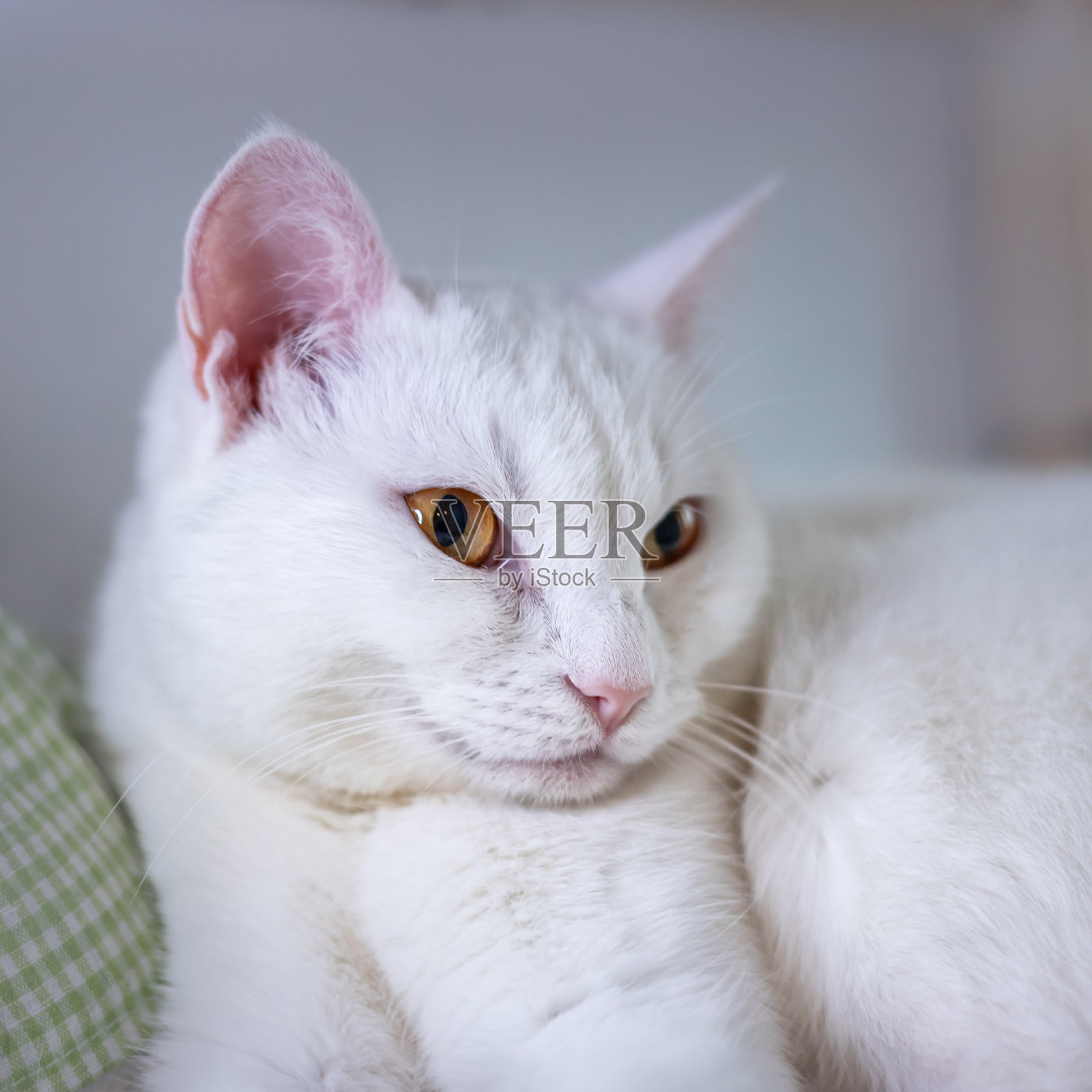 可爱的白猫的肖像。黄色眼睛的可爱猫。照片摄影图片