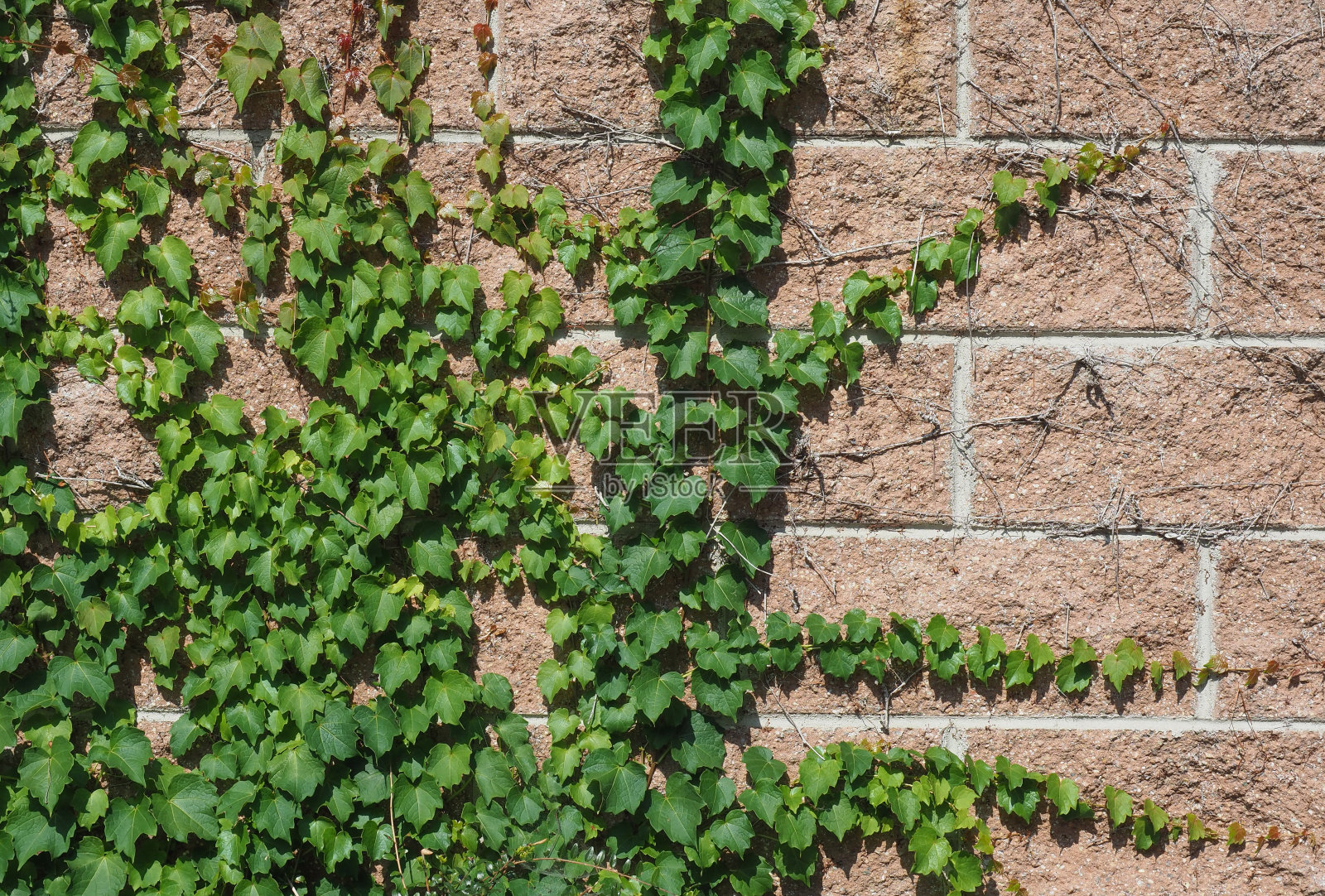 常春藤植物背景照片摄影图片
