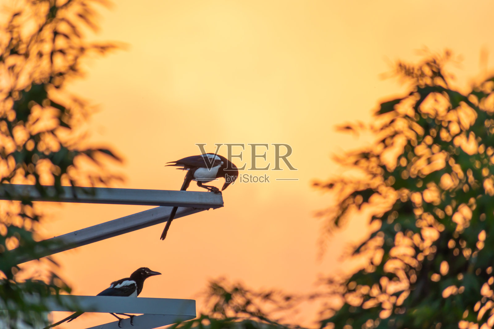 喜鹊在日落时分照片摄影图片