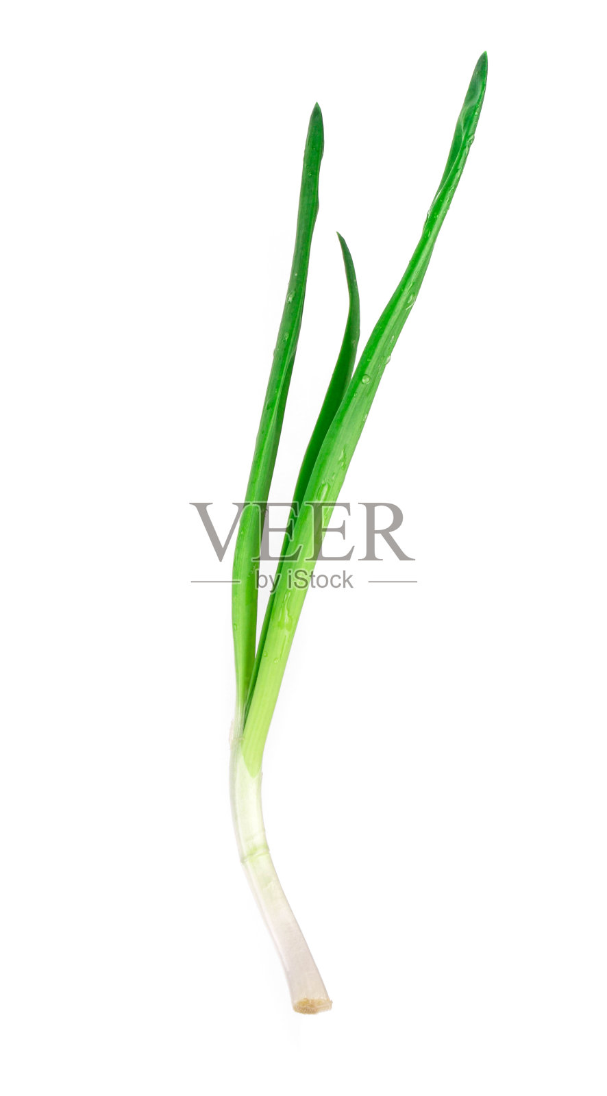 绿葱。照片摄影图片