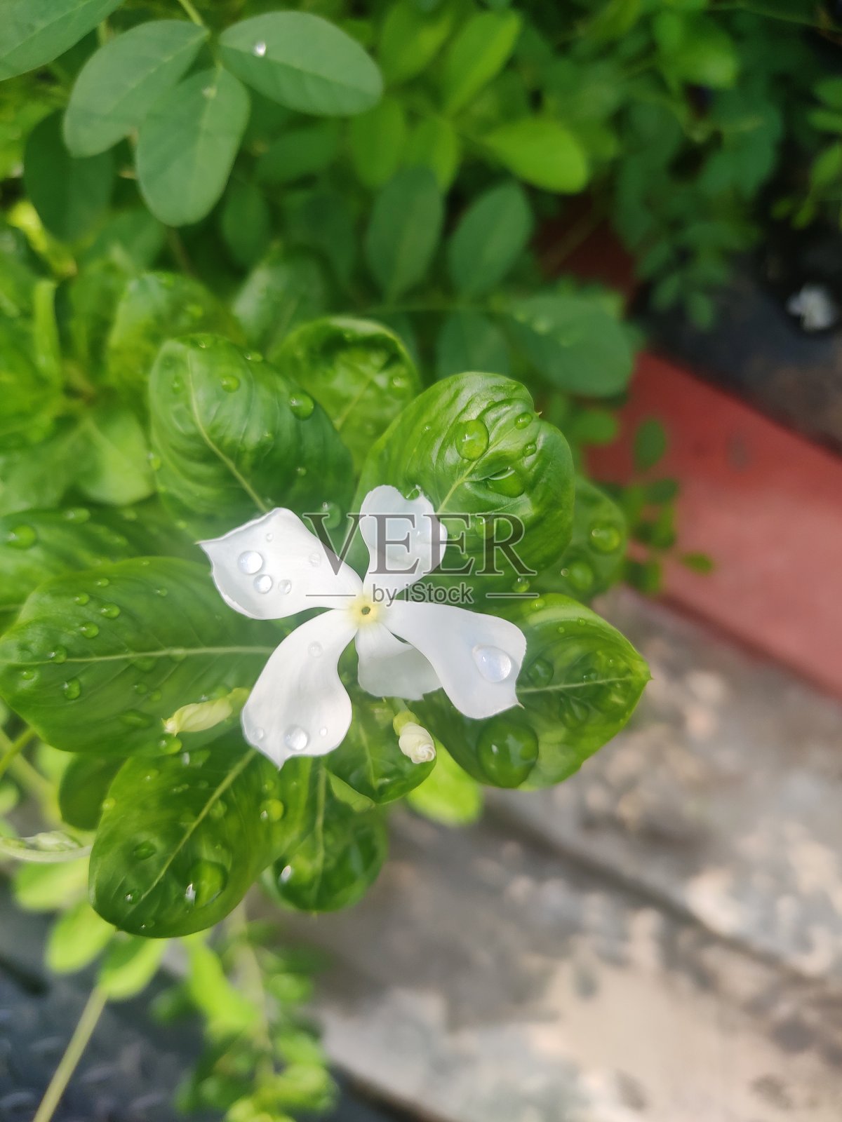 小长春花照片摄影图片