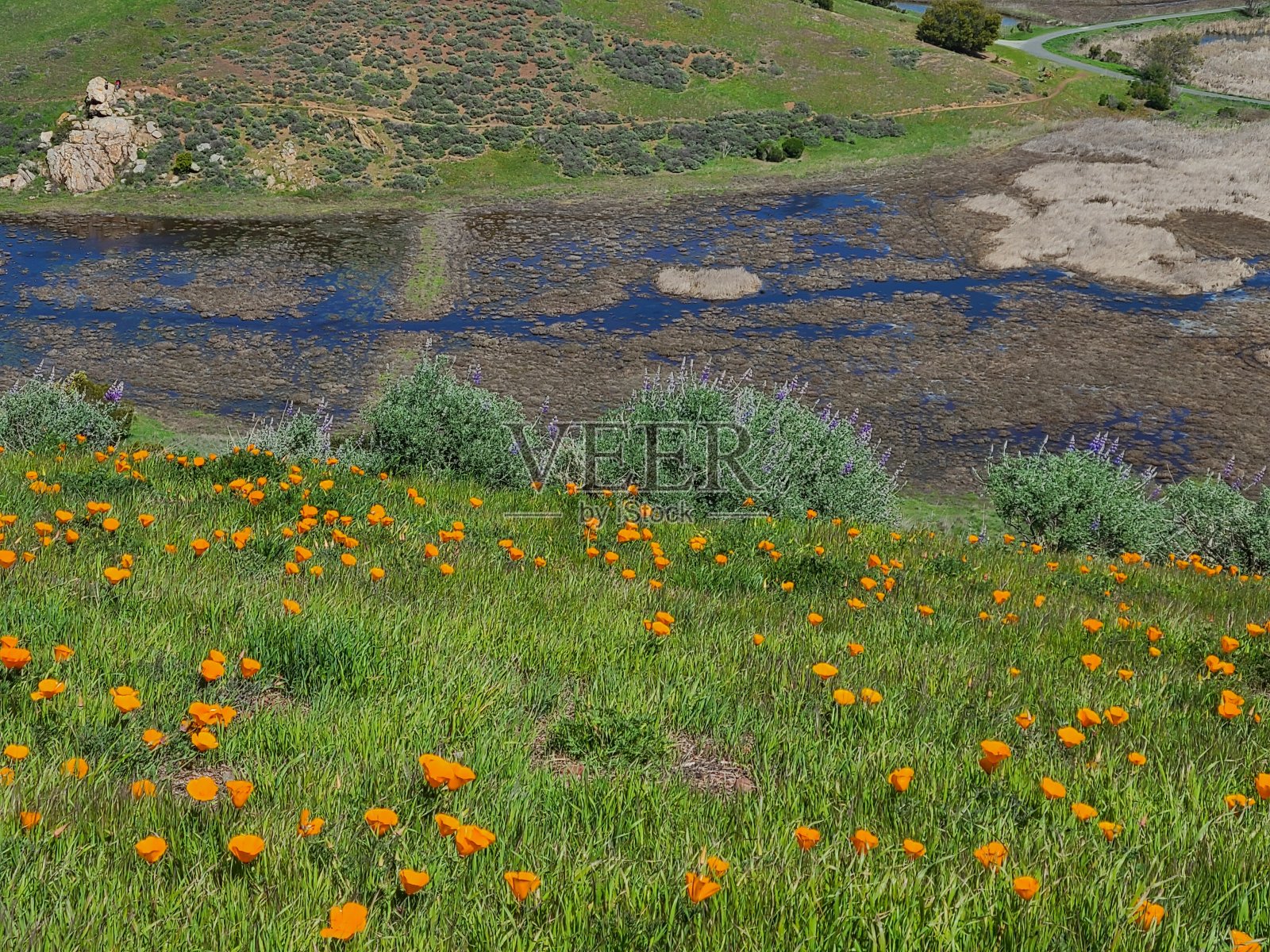 郊狼山野花和阿拉米达溪，弗里蒙特，加利福尼亚照片摄影图片
