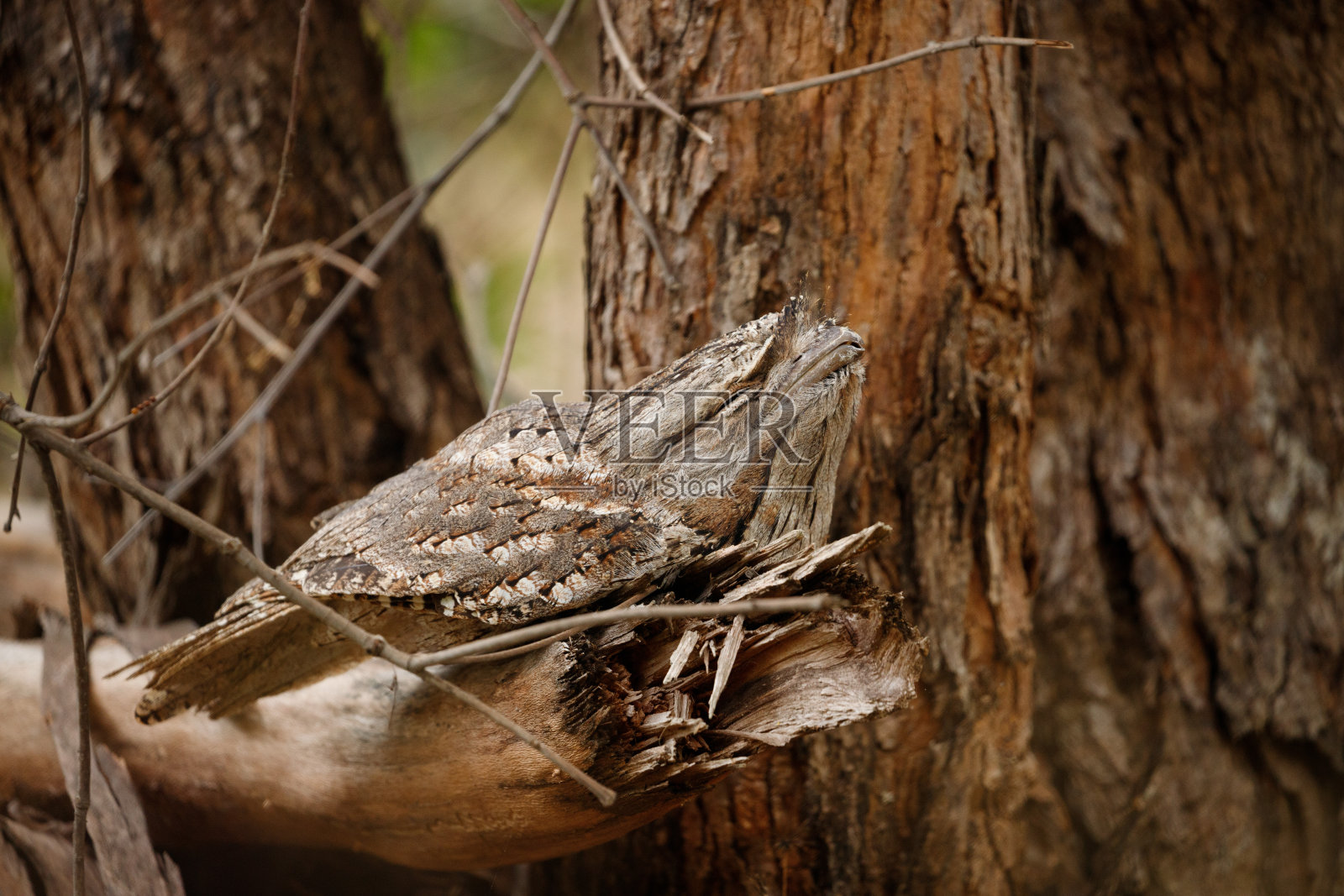 白天栖息在低矮的倒下的树上的黄褐色蛙嘴照片摄影图片