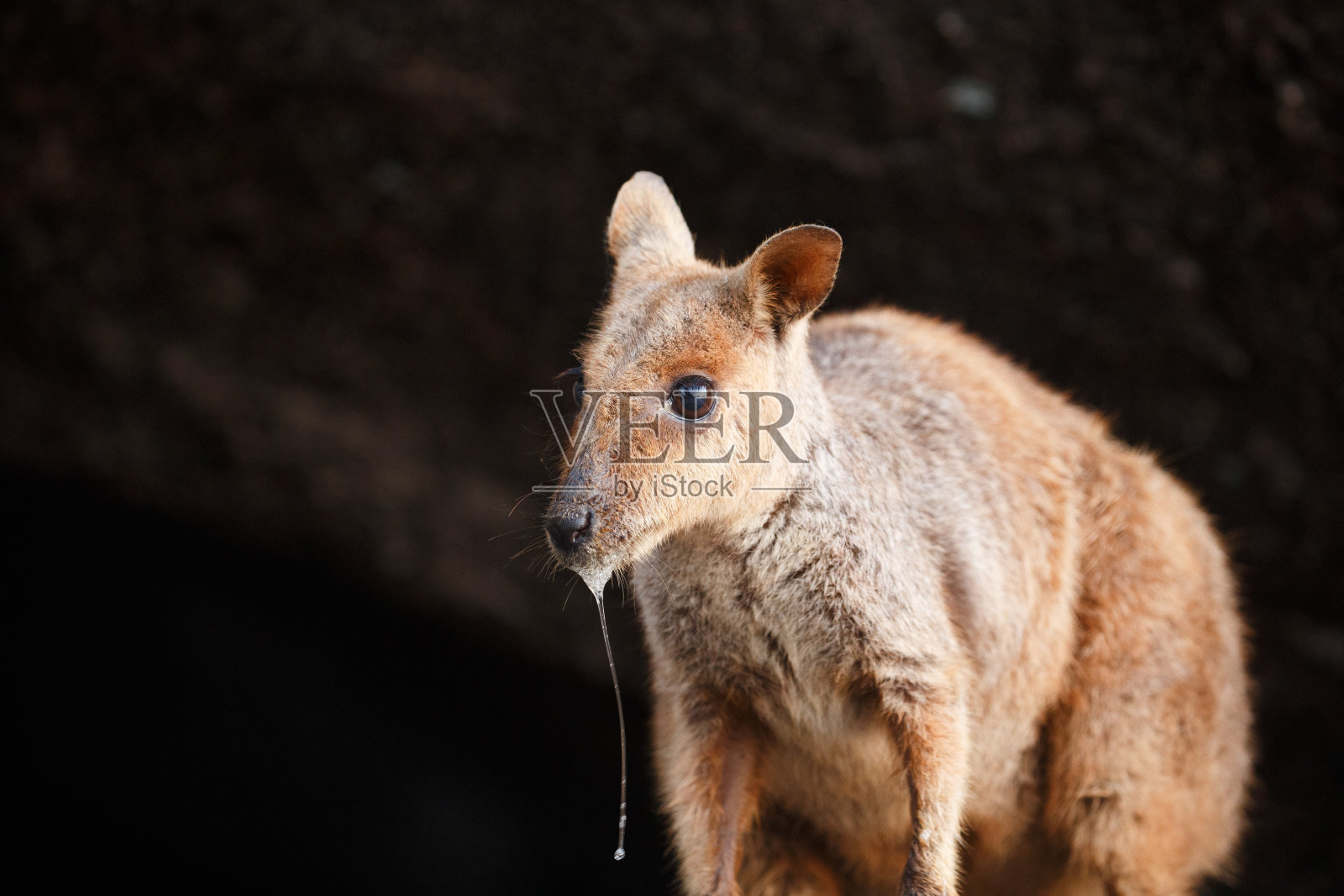 一只非常古老的Allied岩袋鼠(Petrogale同化)照片摄影图片