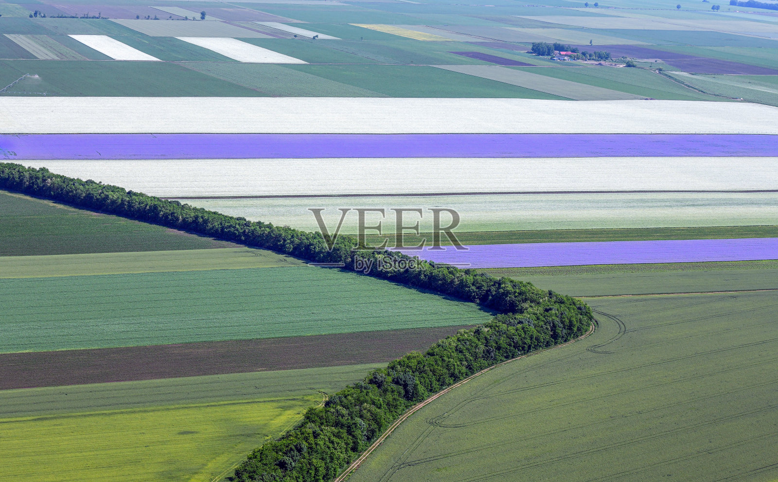 法西莉亚·坦纳西福利亚照片摄影图片