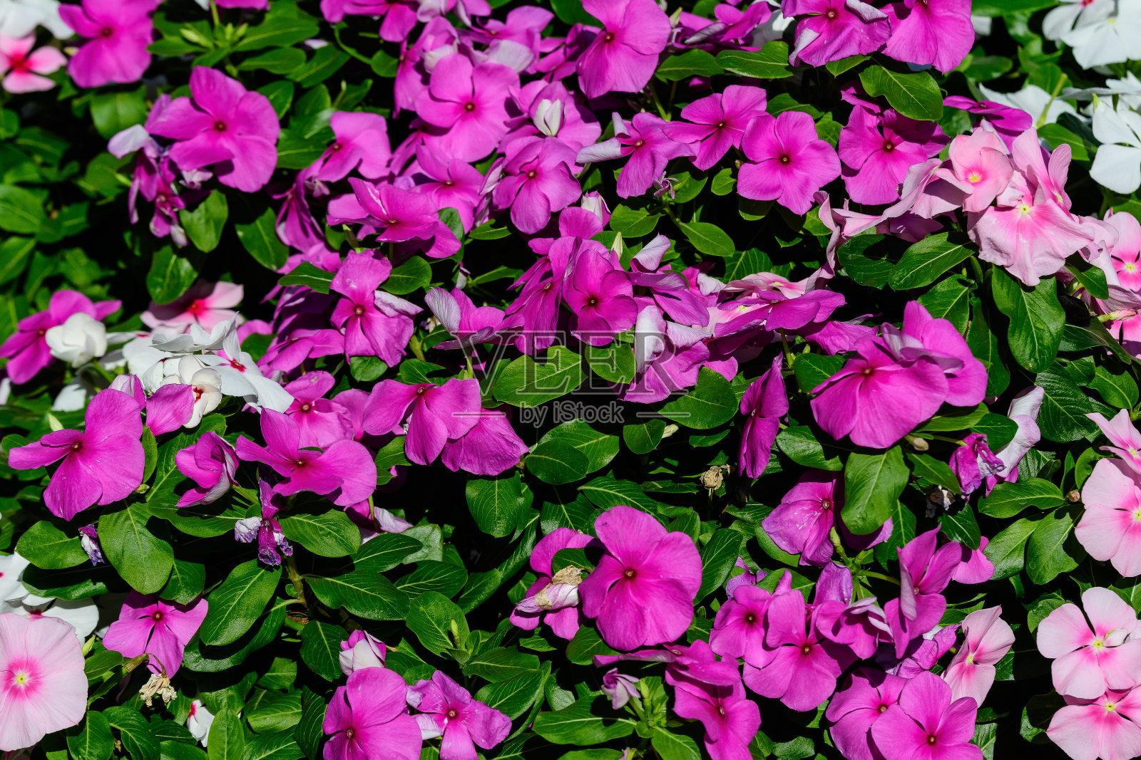 大花盆与鲜艳的粉红色，红色和白色的凤仙花，被称为忙碌的莉齐，香脂，sultana，或凤仙花，在夏季花园盛开照片摄影图片