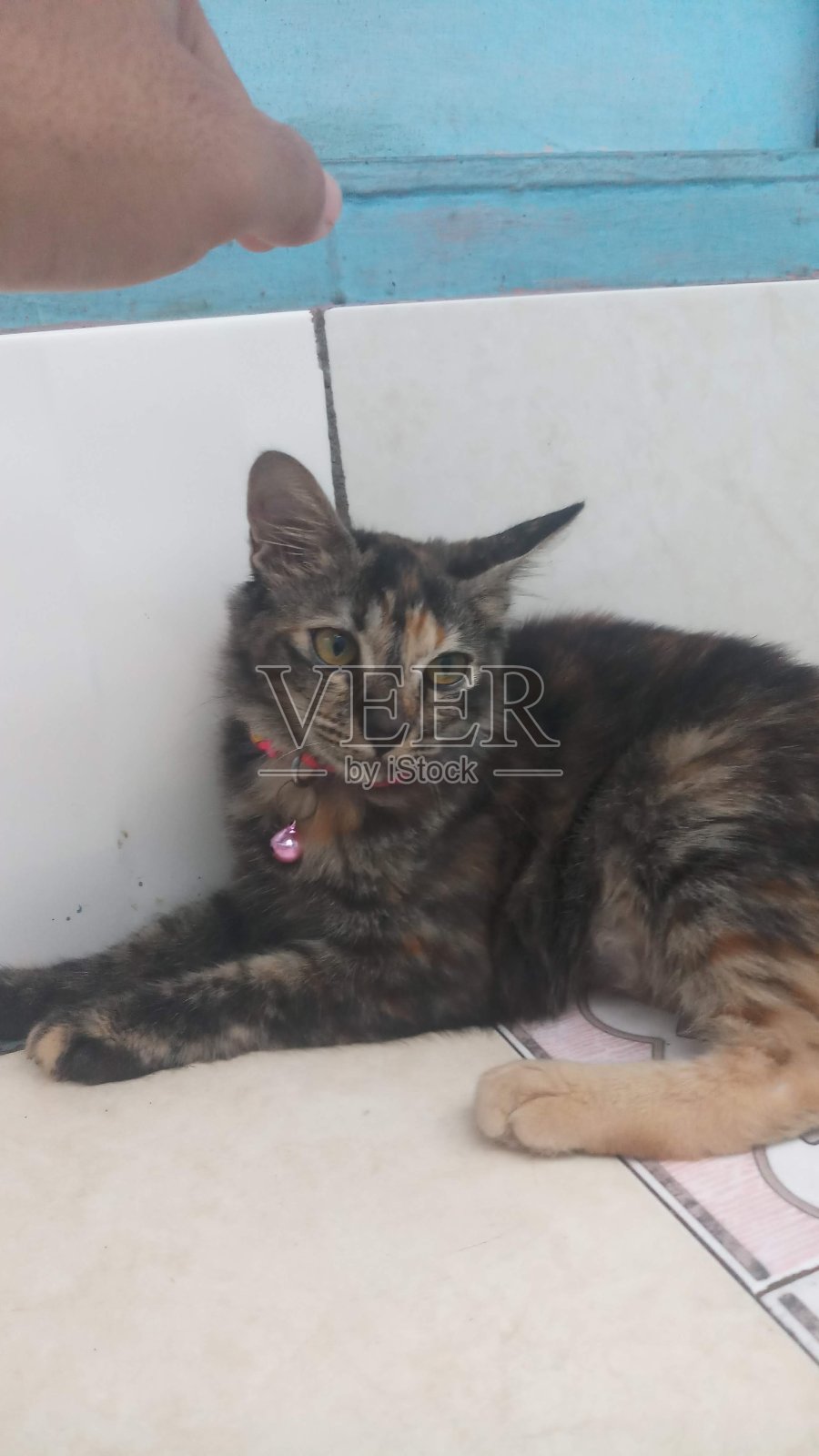 白日做梦的猫照片摄影图片