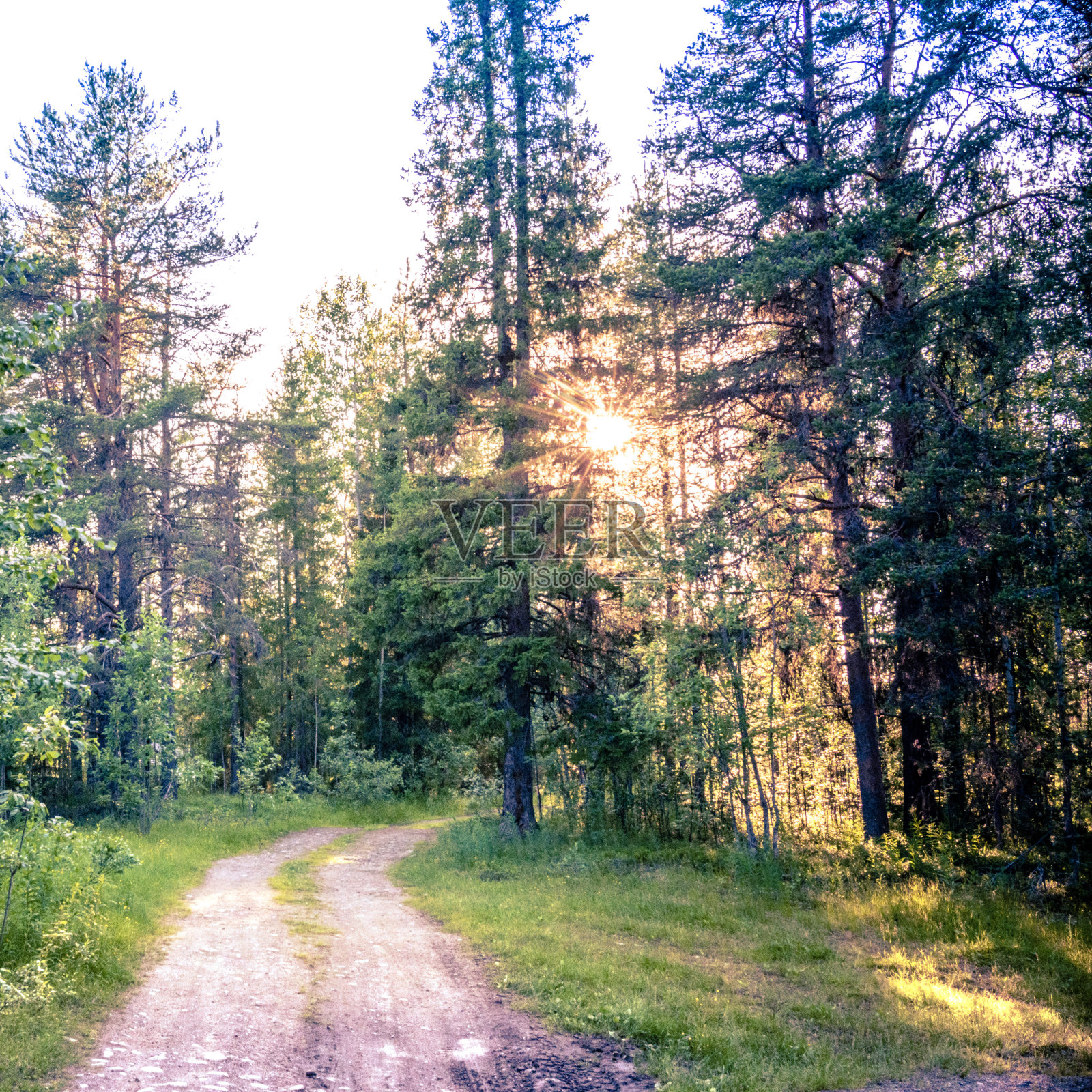 森林里的路。夏夜的针叶林景观与松树和桦树。太阳正从树后探出头来。浪漫的心情。照片摄影图片