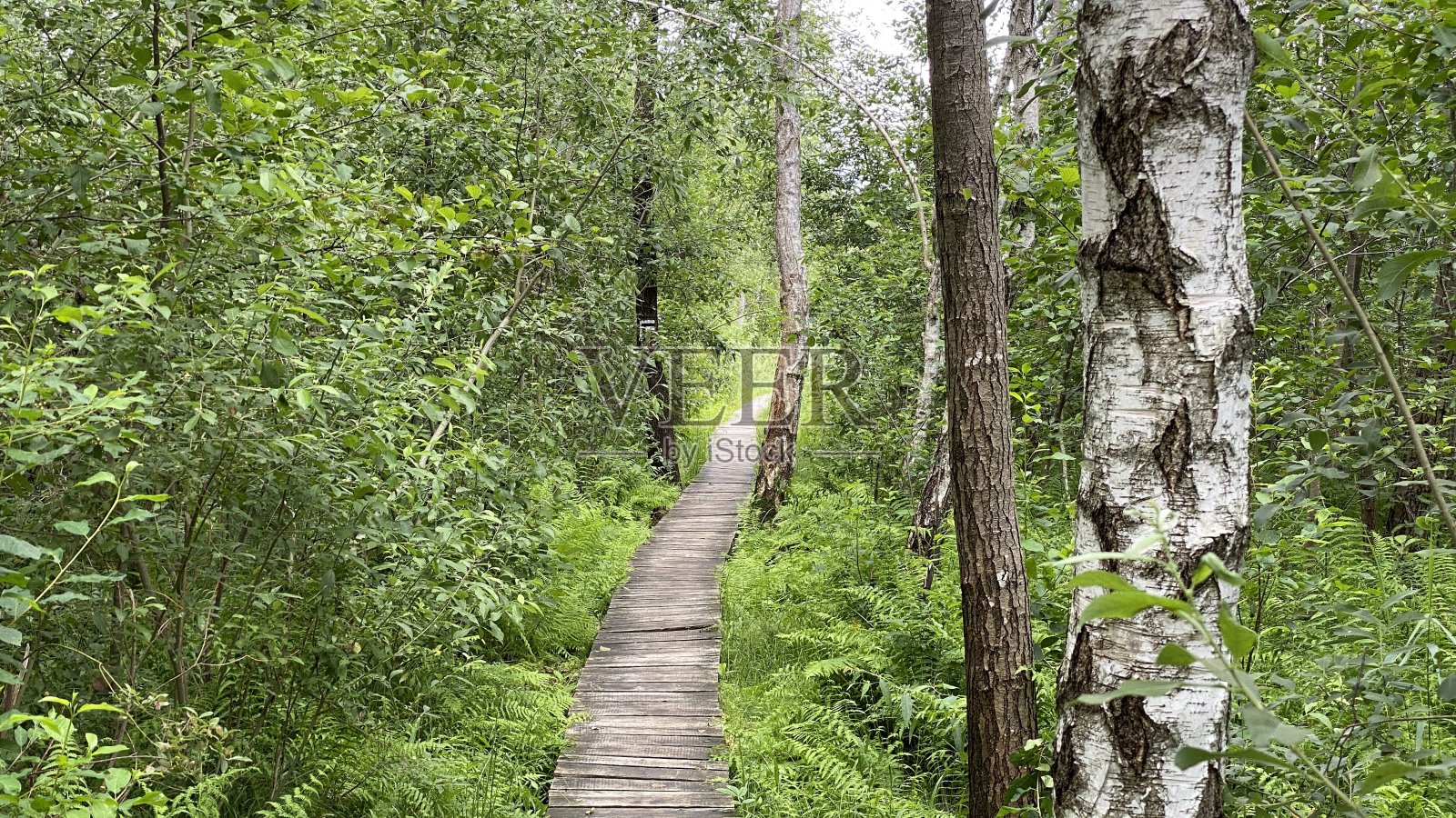 乌洛达瓦附近公园里的木桥照片摄影图片