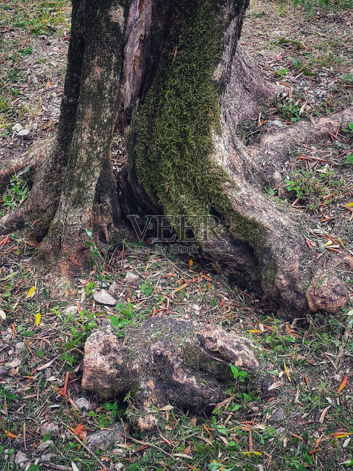 橄榄树干照片摄影图片