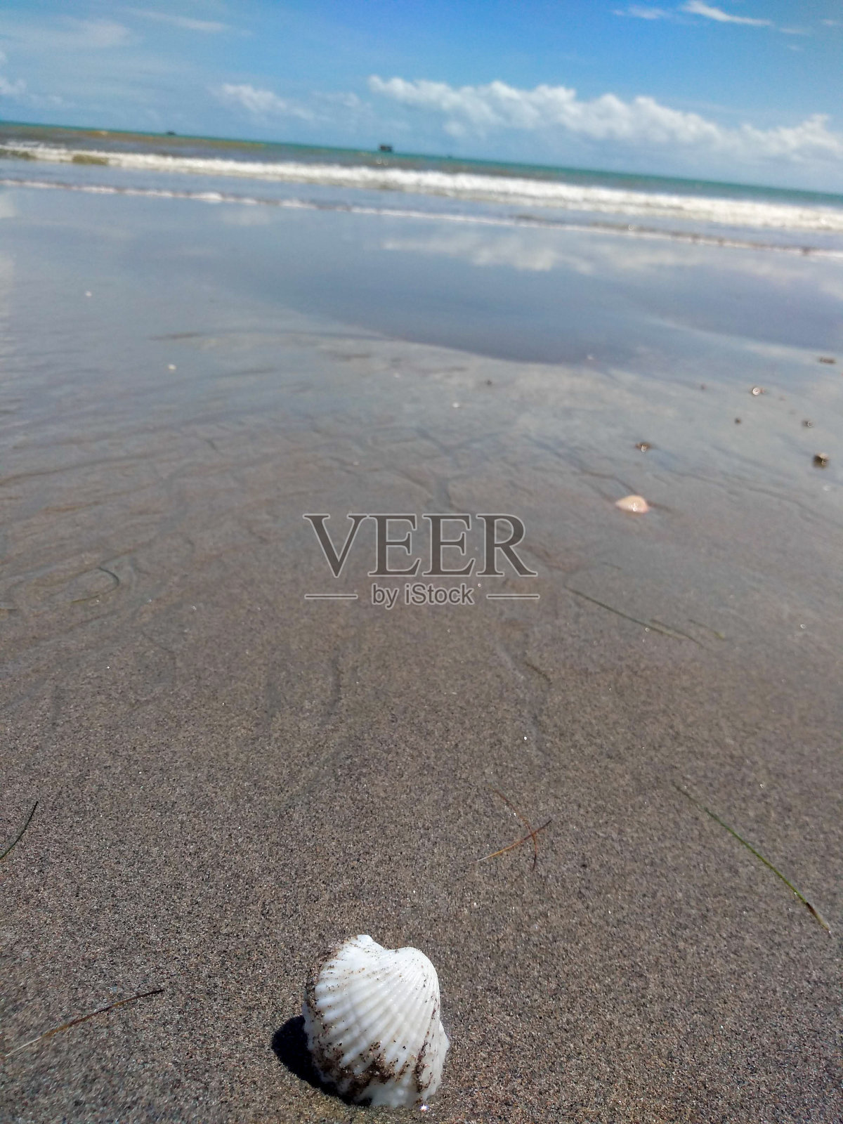 海滩上的小贝壳。照片摄影图片