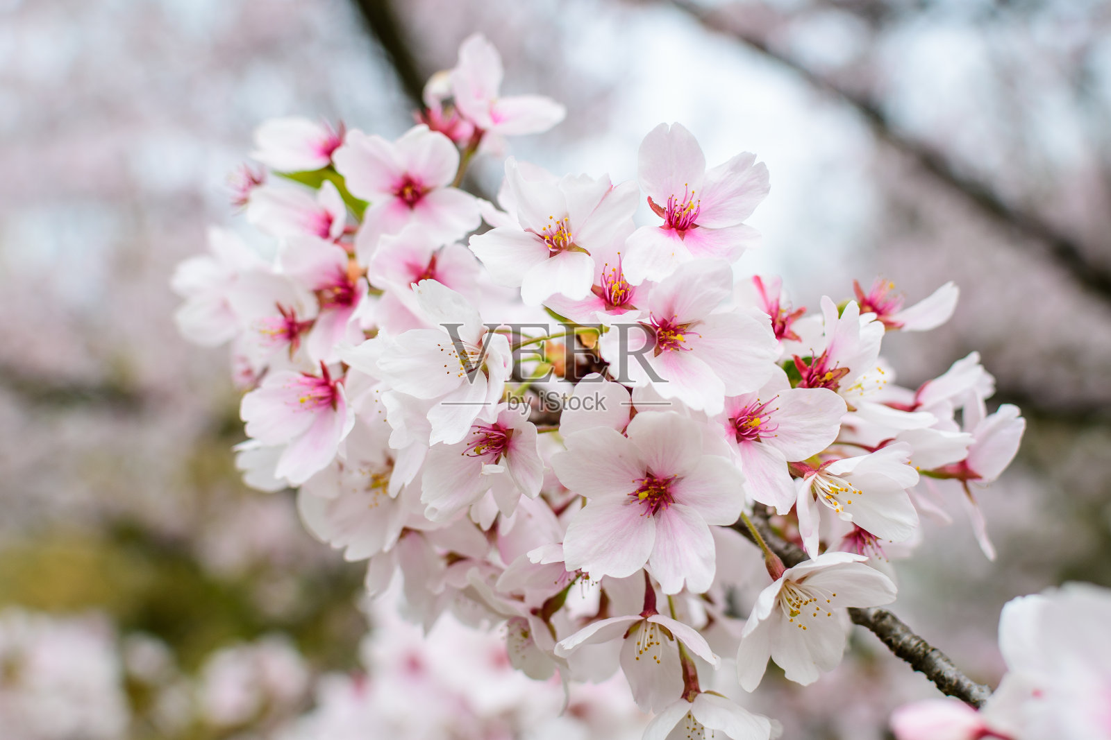 在一个阳光明媚的春天里，一棵枝干上盛开着白色的樱花，背景模糊，美丽的日本樱花，樱花照片摄影图片