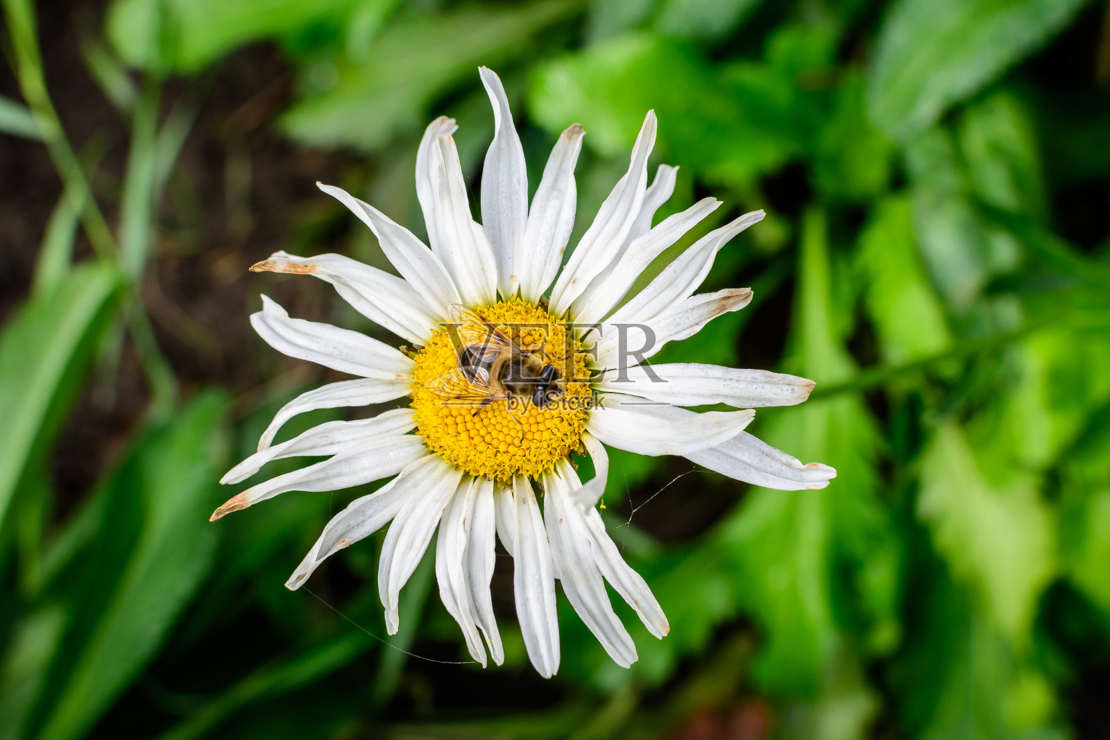 在一个阳光明媚的夏日花园，清新自然的户外和花卉背景下，特写一个大的白色白菊花的俗花，称为牛眼雏菊，牛眼雏菊或狗雏菊照片摄影图片