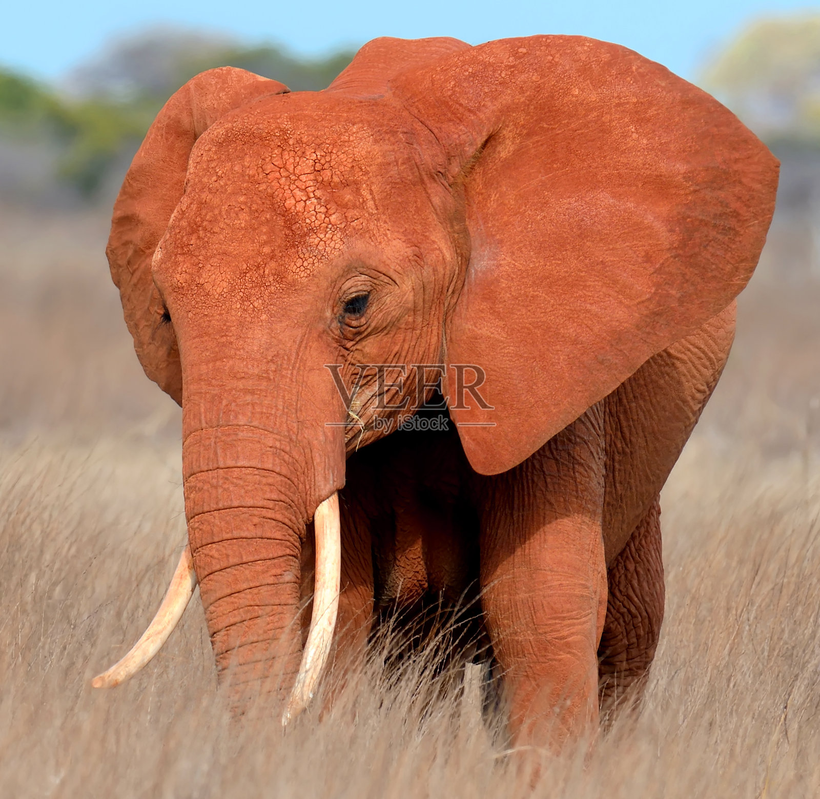 森林里的大象照片摄影图片
