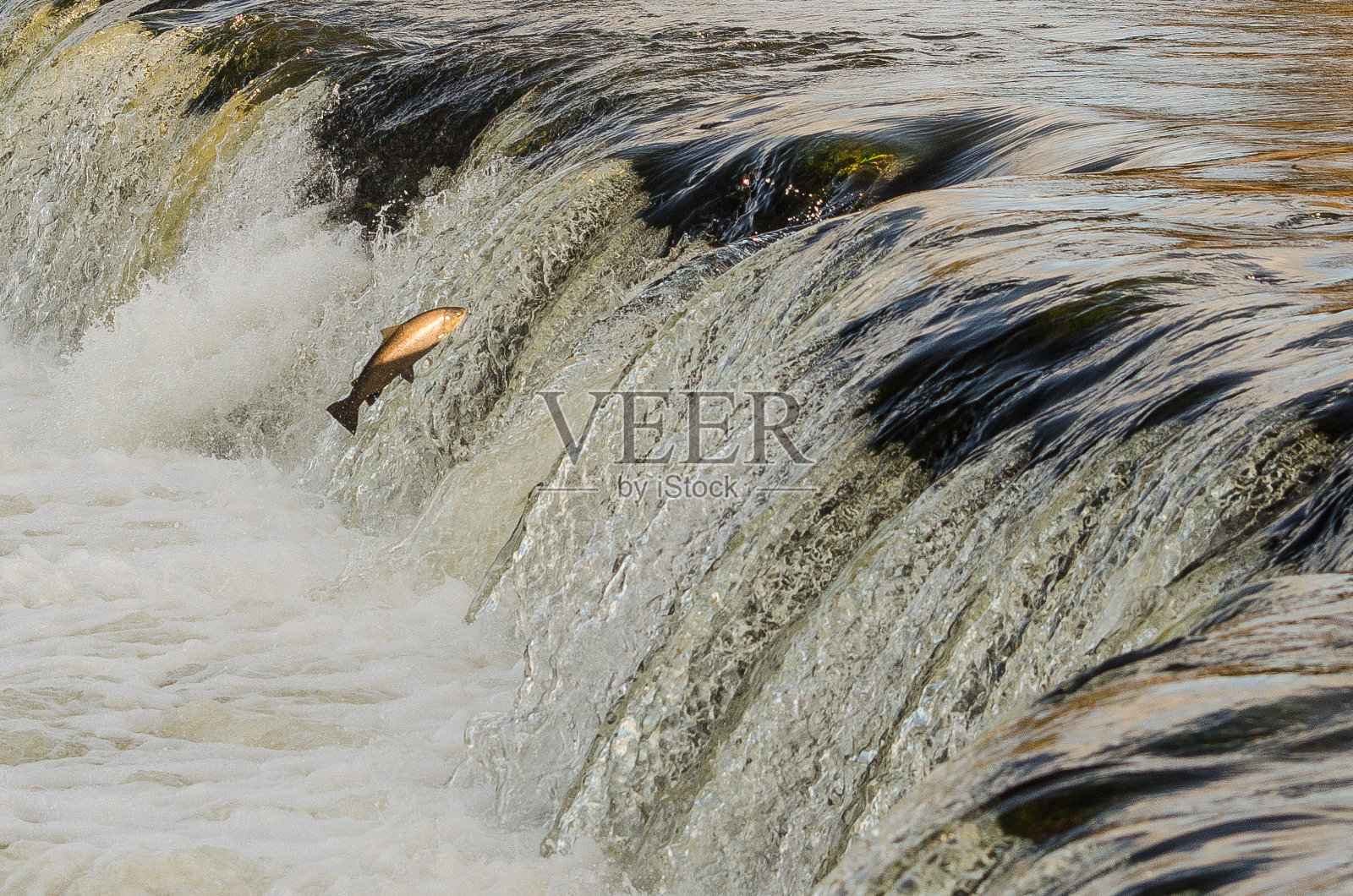 鱼往上游产卵。萨尔蒙在拉脱维亚库尔迪加的文塔河瀑布上跳跃照片摄影图片